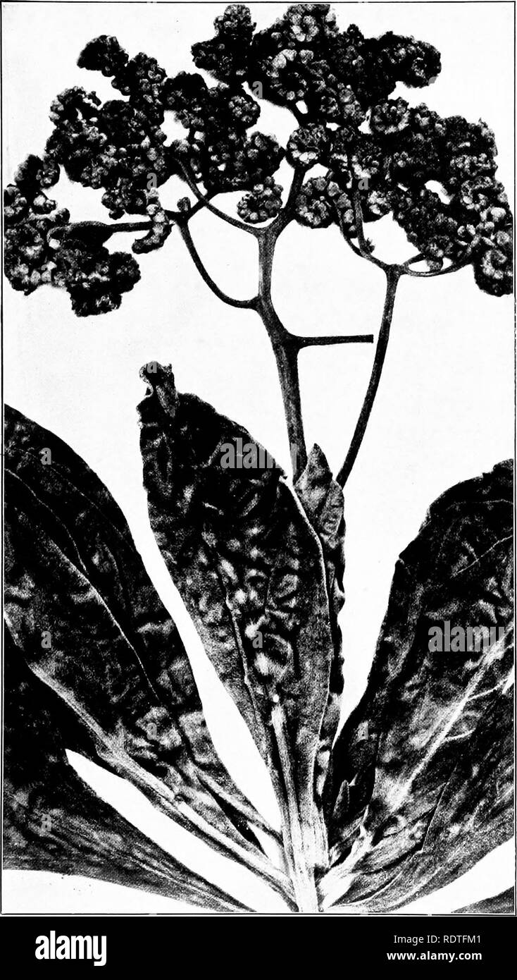 . The useful plants of the island of Guam; with an introductory account of the physical features and natural history of the island, of the character and history of its people, and of their agriculture. Guam; Botany; Botany, Economic; Tropical plants. Contr. Nat. Herb,, Vol. IX, Plate LXVIII.. TOURNEFORTIA ARGENTEA, VELVETLEAF, A CHARACTERISTIC STRAND SHRUB. Natural Size.. Please note that these images are extracted from scanned page images that may have been digitally enhanced for readability - coloration and appearance of these illustrations may not perfectly resemble the original work.. Saff Stock Photo