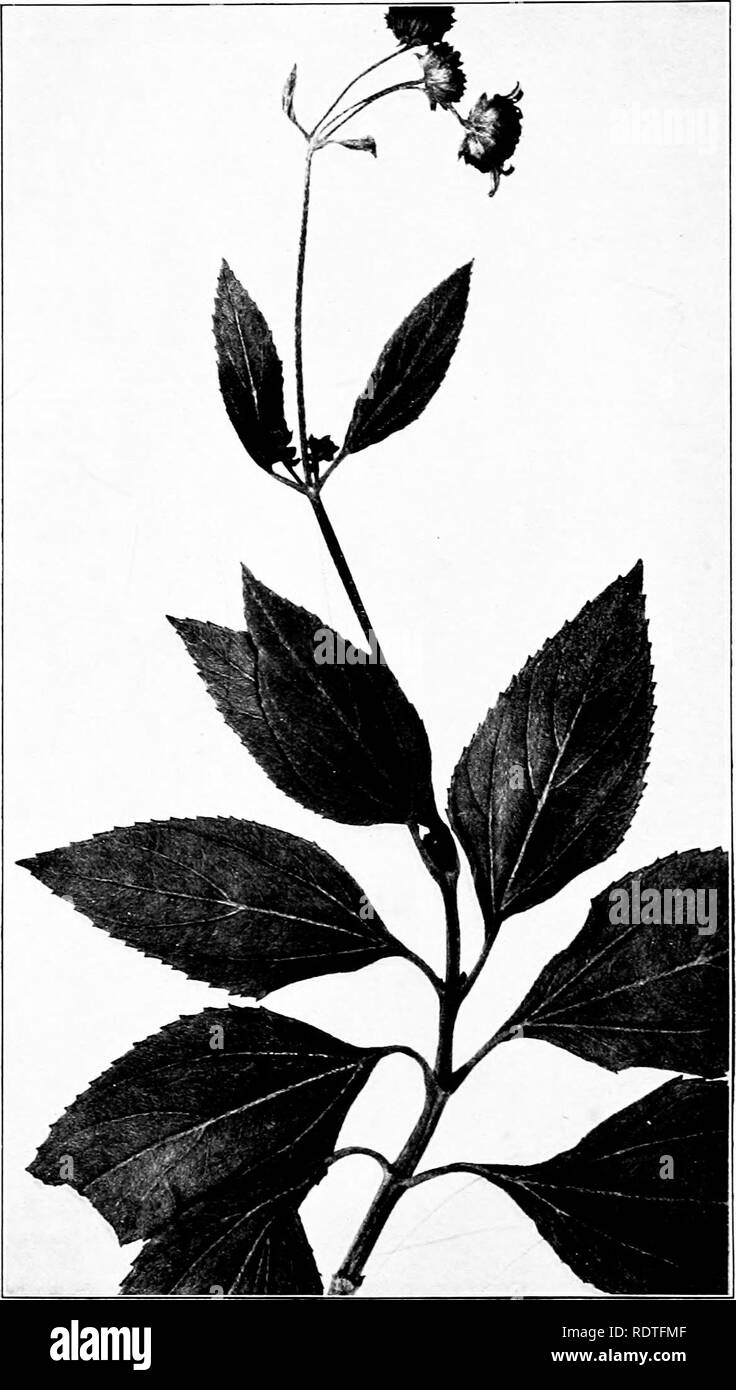. The useful plants of the island of Guam; with an introductory account of the physical features and natural history of the island, of the character and history of its people, and of their agriculture. Guam; Botany; Botany, Economic; Tropical plants. Coi-.tr Nat, Herb.. Vol IX. Plate LXV.. Stemmodontia canescens, a Strand Plant. Natural Size.. Please note that these images are extracted from scanned page images that may have been digitally enhanced for readability - coloration and appearance of these illustrations may not perfectly resemble the original work.. Safford, William Edwin, 1859-1926 Stock Photo
