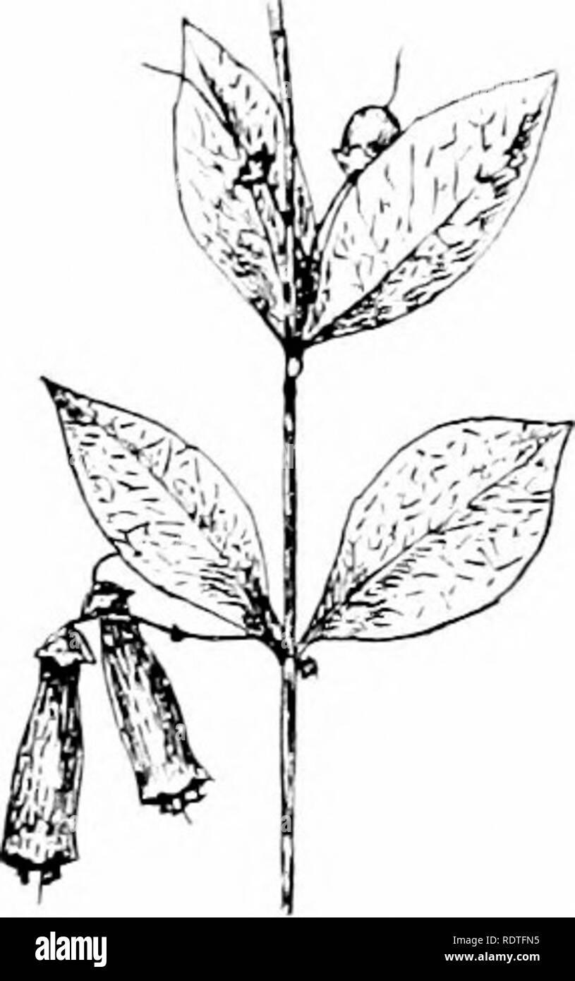 . Plants and their ways in South Africa. Botany; Botany. Fig. 339.—Nemesia. Fig. 340. — Halleria lucida^ L. BB. Corolla not saccate or spurred. Stamens — Freylinia. — Calyx 5-parted. Corolla tubular, limb spreading. Shrubs with opposite (or upper alternate), shin)-, entire leaves and panicles of orange or lilac flowers. Halleria.—Calyx cup-like, 3-5-parted. Corolla tubular, widening upwards, and shortly lobed at the tip. Stamens 4. Fruit fleshy, indehiscent. Shrubs with red flowers, hanging in clusters or single from the axils of dark glossy leaves. Zaluzianskya (Nycterinia).—Corolla tube lon Stock Photo