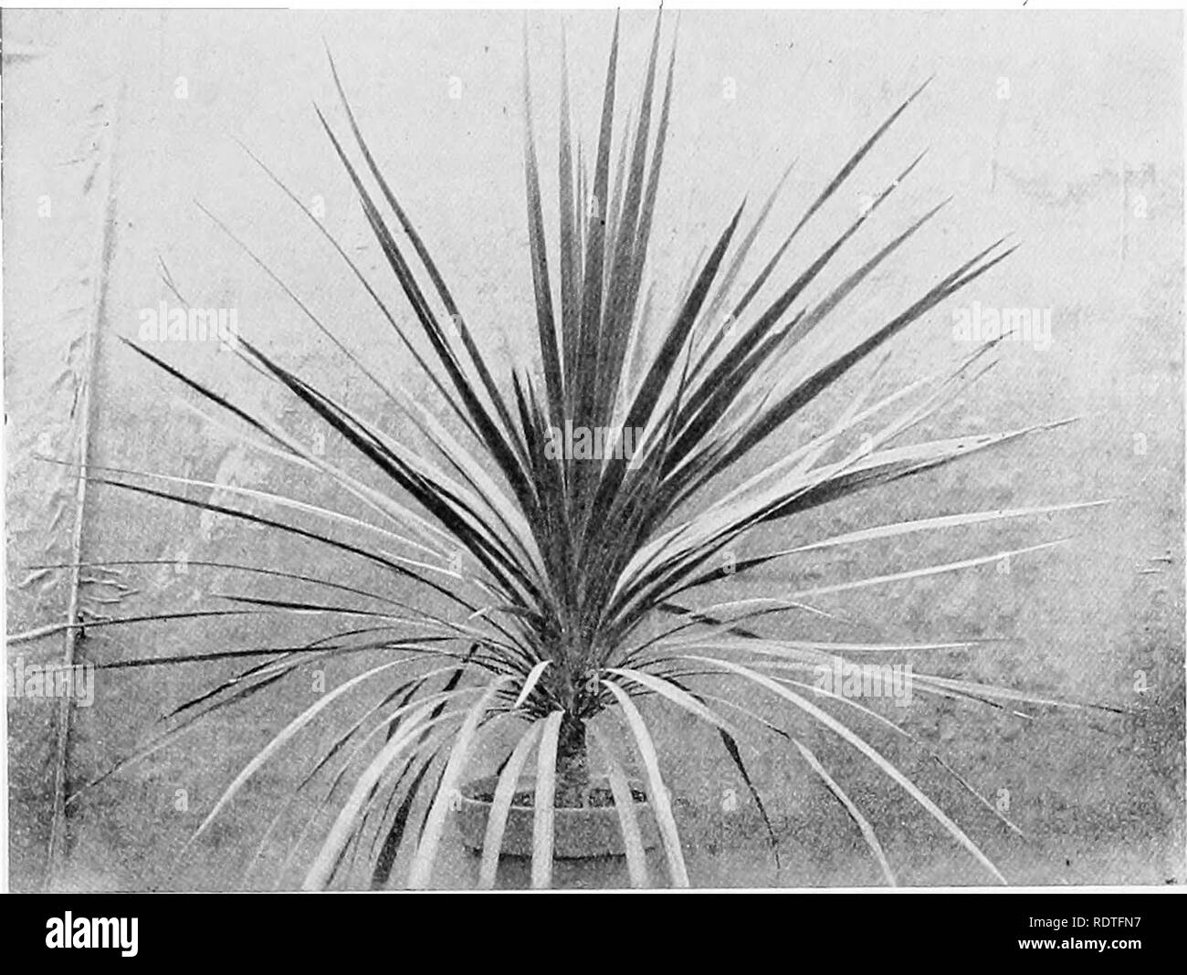 . Plants; a text-book of botany. Botany. FOLIAGE LEAVES : THE LIGHT ...