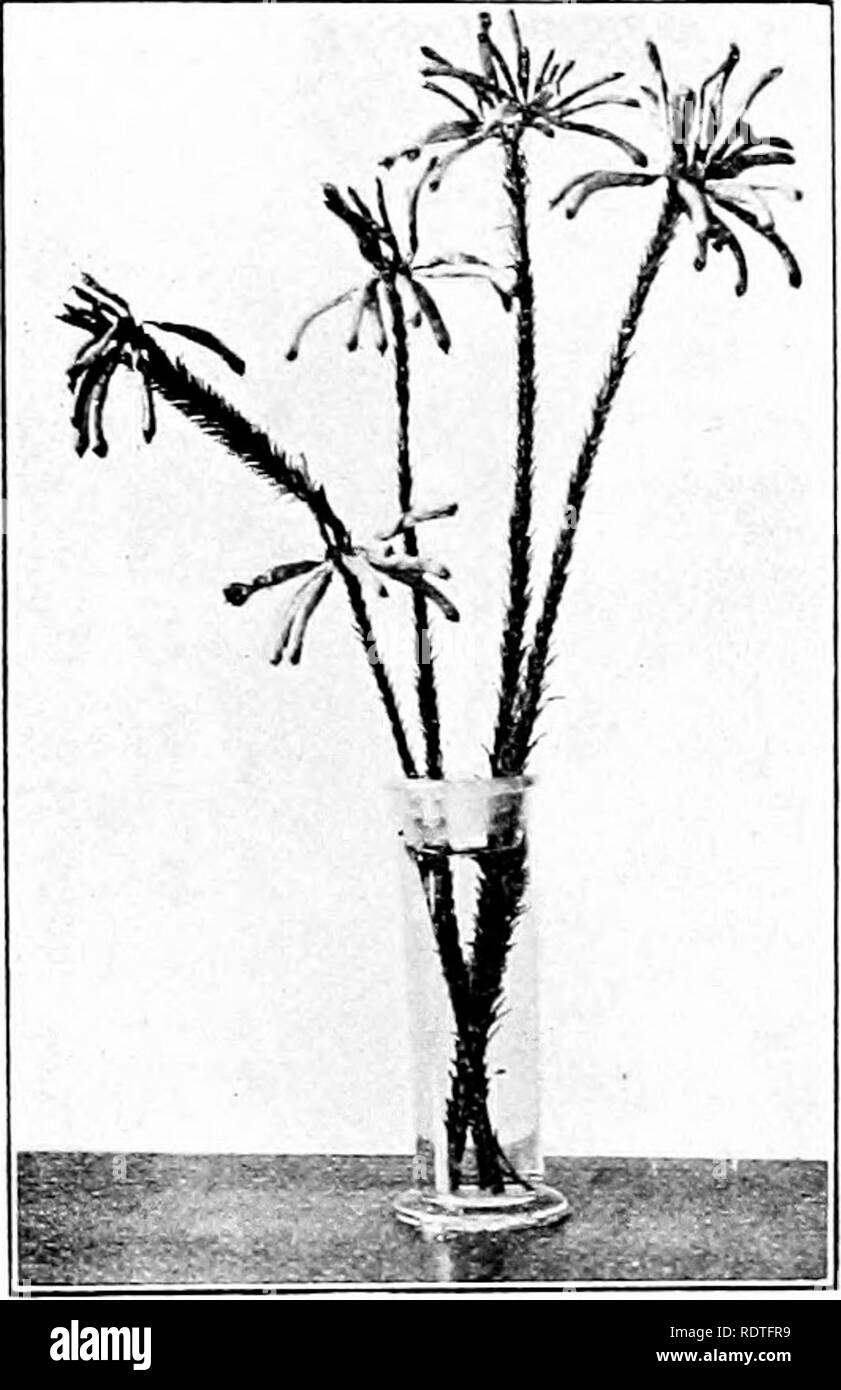 . Plants and their ways in South Africa. Botany; Botany. Classification of Plants j4j a similar service. The leaves are often bordered with hairs, which are always a severe trial to ants. Shrubs, from a few inches to lo feet high. Eremia.—Seeds one in a cell. Cells 2-4. Flowers small, bell-shaped, in terminal umbels. Chiefly Vestern.. Fig. 322.—Erica Massoni, L. Fig. 323.—Eiua icjinthoidcs L. One-half of flower. Stame/is 3-4—sotnetimes 5-6. Blseria.—Flowers 3-4 parted, bracts none Corolla small. Small shrubs resembling Erica. Western. Grisebachia.—Small shrubs differing from Eremia in the num Stock Photo
