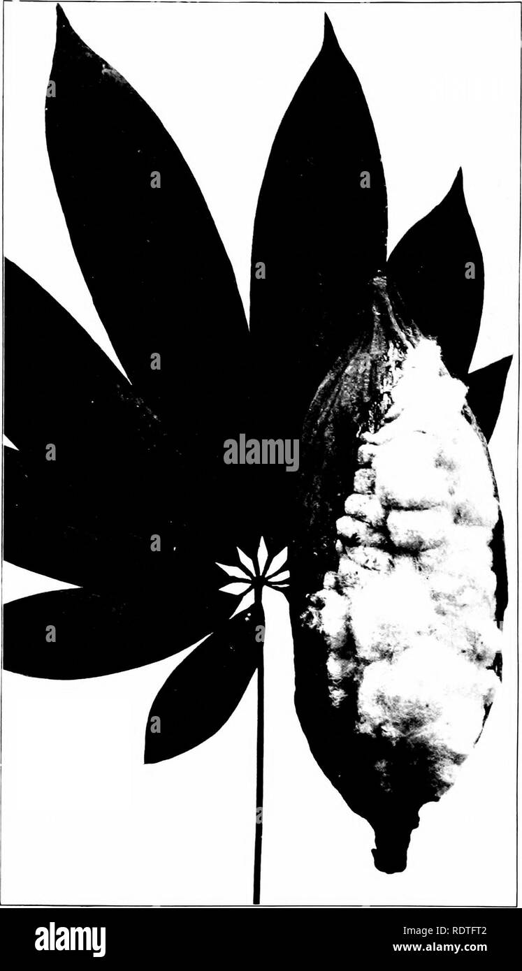 . The useful plants of the island of Guam; with an introductory account of the physical features and natural history of the island, of the character and history of its people, and of their agriculture. Guam; Botany; Botany, Economic; Tropical plants. Plate XLII.. CEIBA FENTANDR-i. THE KaPOK TREE. LEAF AND OPENED POD. SHOWING Cotton-like Floss. Natural Size.. Please note that these images are extracted from scanned page images that may have been digitally enhanced for readability - coloration and appearance of these illustrations may not perfectly resemble the original work.. Safford, William E Stock Photo