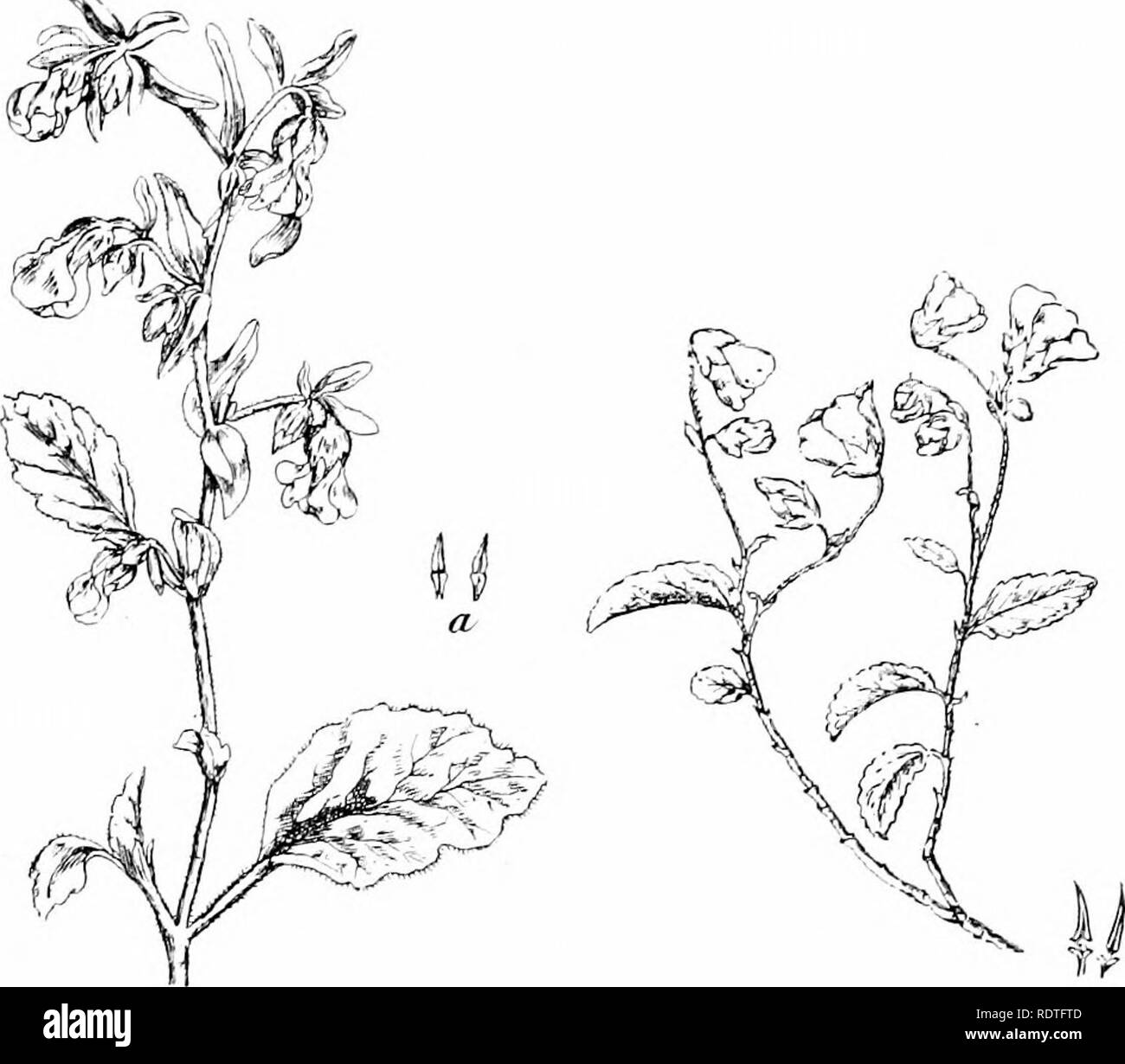 . Plants and their ways in South Africa. Botany; Botany. Classification of Plants 333 open. Petals twisted, unequal-sided. Stamens 10-15, ^ilter- nating in parcels of 2-3 with 5 slender staminodia. Small. t-fa Fig. 311. — Hcniia/Diia allhafolia, ]^. : a, stamens. (.After &quot; I-lotanical Ma- gazine &quot;.) I'k; 312. —rli-rmariniu {.Malicy/iin) uveitis, H. : a stamens. Eastern trees with an aliuiidance of white or rosy floH-ers petals become papery and enlarged, rernainitig on. AAA. Floivers perfect, no sta- minodia. Hermannia is a very common, more or less prostrate, weed with the habit of  Stock Photo