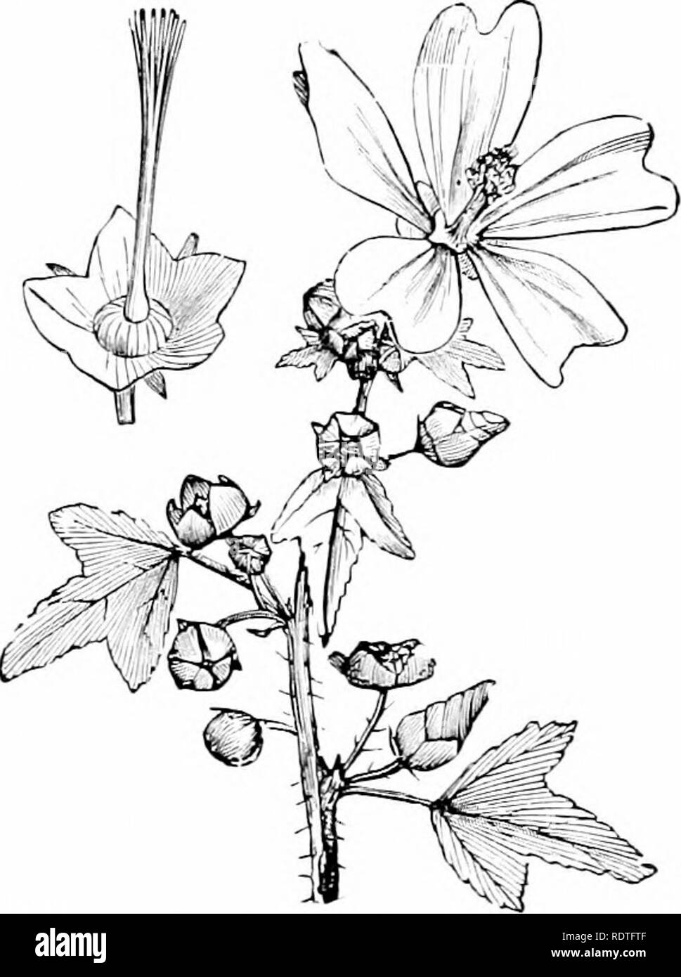 . Plants and their ways in South Africa. Botany; Botany. I'^IG. 309.âHibisi:i/s. I. Corolla, with petals adherent to monadclphous stamens. II. Diagram. (tYom Edmonds and Marloth's &quot;Elementary Botany for South .Africa &quot;.) a. laiviiiuis, Willd., and II. ludwigii, E. and Z., are tall shrubs. Fig. â y.o.âMnlva. I. Portion of plant (reduced). II. Pistil. (From Thome and Bennett's &quot; Structural and Physiological Botany&quot;.) with large yellow flowers and dark purple centres. Some species are low herbs with smaller flowers. iMve pointed teeth. Please note that these images are extract Stock Photo