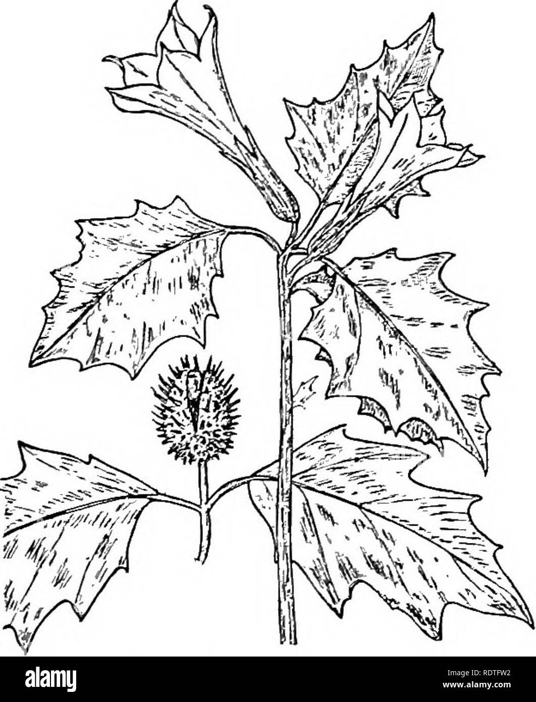 . Botany, with agricultural applications. Botany. Fig. 440. — A portion of a Tomato plant bearing flowers and fruits, and also a flower enlarged to show the structure of the flower. dodendrons and Heathers. The TraiUng Arbutus (Epigaea), which is the favorite spring flower wherever it grows, and the Madrona, one of the most beautiful trees of the Pacific coast, belong to this family. Sweet Potato Family (Convolvulaceae). — The plants of this family are chiefly trailing or twining herbs. Their flowers, as those of the Morning Glory illustrate, are often quite showy. They have five stamens, and  Stock Photo