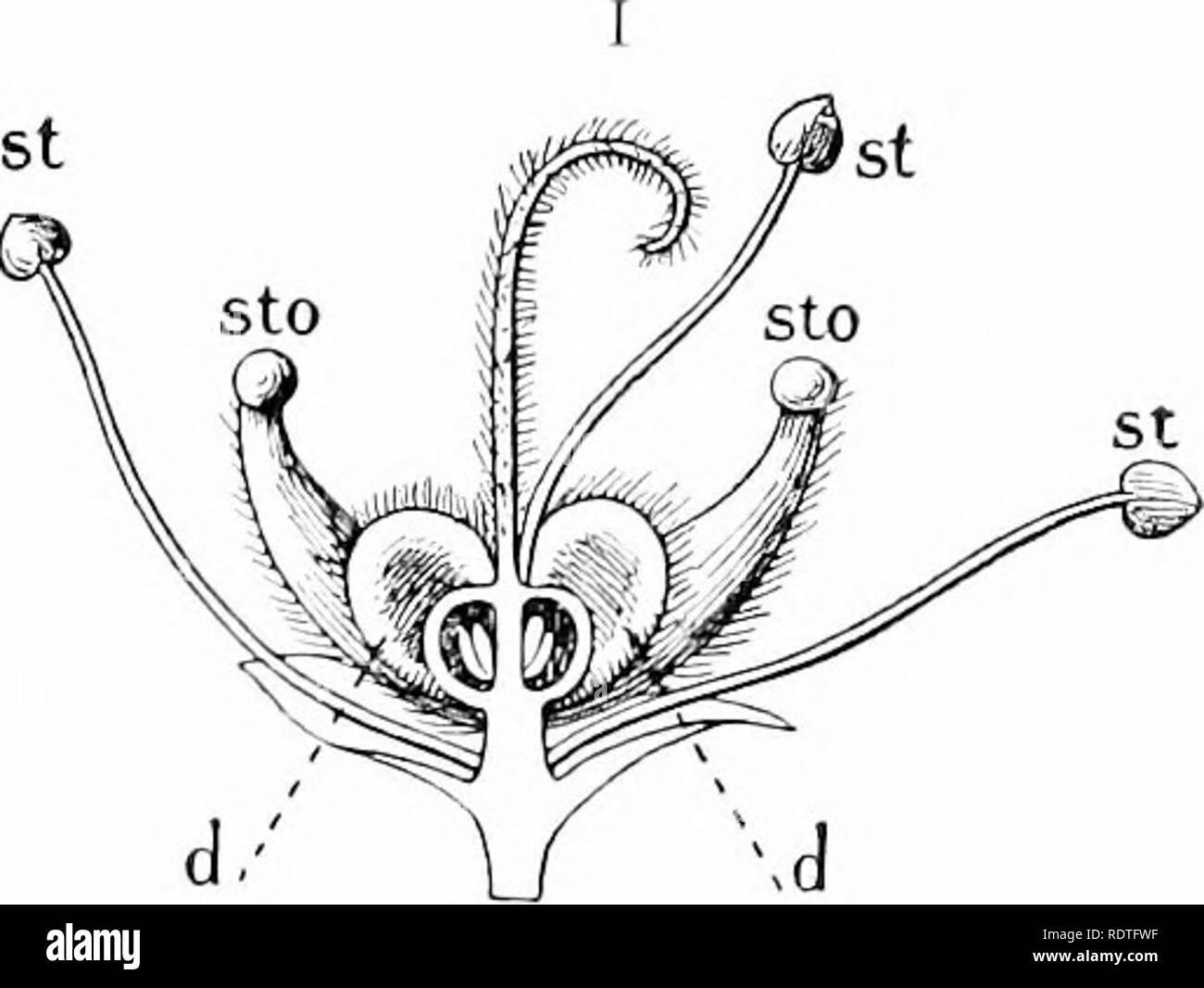 White flushed flowers Black and White Stock Photos & Images Alamy