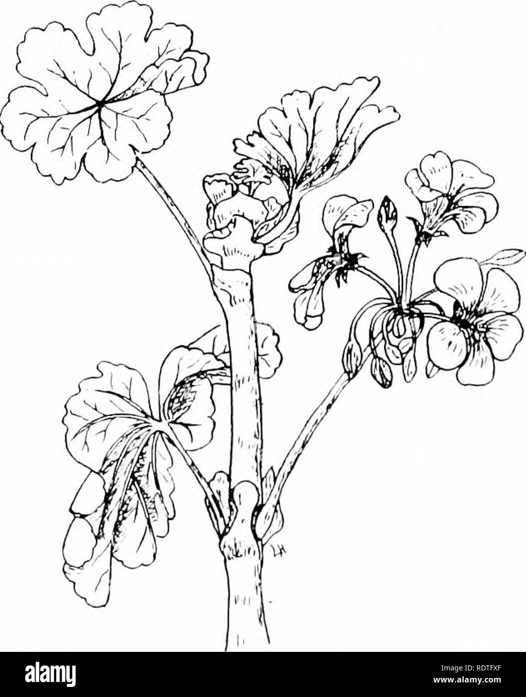 . Plants and their ways in South Africa. Botany; Botany. A B Fig. 292.—Floral diagrams. A, liiodlu??! ; 'i^, Monsonia, A A. Flowers zygomorphic. Pelargonium.—Filaments 10, unequal in length. From 2 to 7 of them bearing anthers. There is but one gland,. Fig. 293.—Garden PelLirgouiitm. found at the'base of the broad sepal. The honey is stored in a hollow spur of the calyx joined to the flower-stalk.. Please note that these images are extracted from scanned page images that may have been digitally enhanced for readability - coloration and appearance of these illustrations may not perfectly resemb Stock Photo