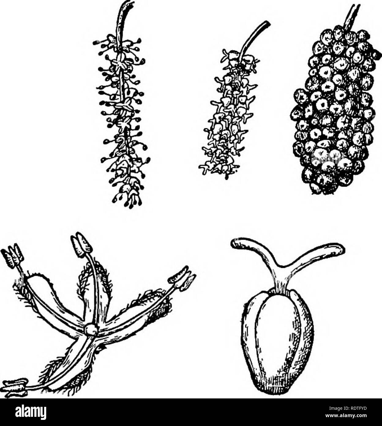 . Botany, with agricultural applications. Botany. Fig. 419. — Stripping cork from the Cork Oak. After Lecomte.. Fig. 420. — The flowers and fruit of the Red Mulberry. Above, from left to right, a spike of staminate flowers, a spike of pistillate flowers, and a pis- tillate spike in fruit (natural size); at the bottom, a staminate and pistillate flower much enlarged. After Burns and Otis.. Please note that these images are extracted from scanned page images that may have been digitally enhanced for readability - coloration and appearance of these illustrations may not perfectly resemble the ori Stock Photo