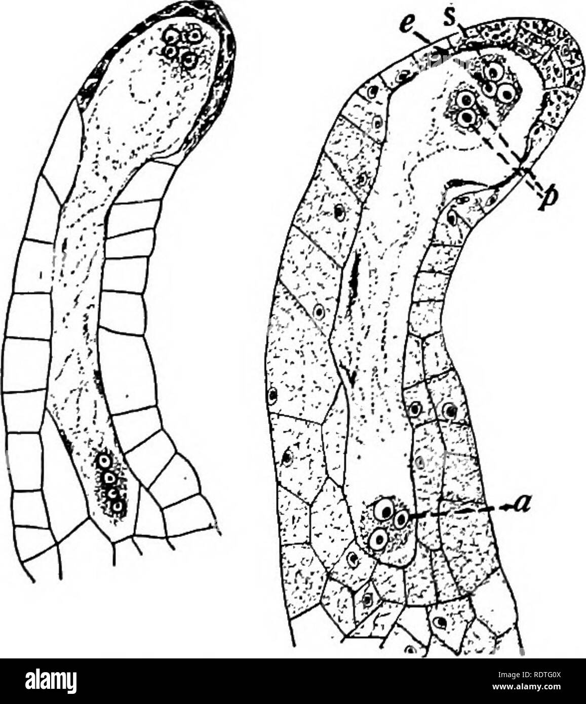 Botany With Agricultural Applications Botany 464 Spermatophytes Seed Plants Region Enclosed Within The Cell Membrane Of The Germinating Megaspore In This Position Nuclear Division Follows Until There Are Four Nuclei At Botany With Agricultural Applications Botany 464 Spermatophytes Seed Plants Region Enclosed Within The Cell Membrane Of The Germinating Megaspore In This Position Nuclear Division Follows Until There Are Four Nuclei At