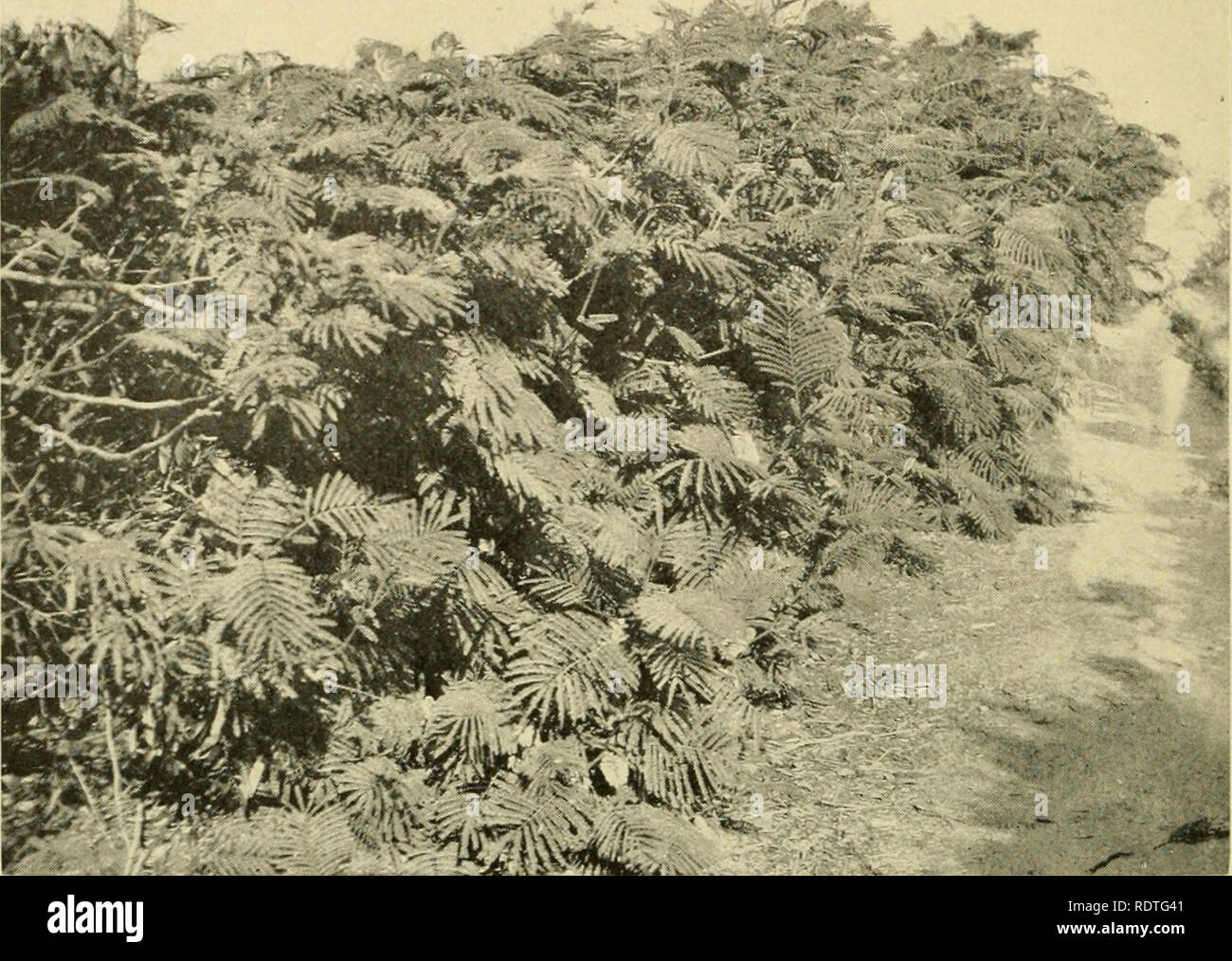 An Economic Study Of Acacias Acacia From Old Catalog