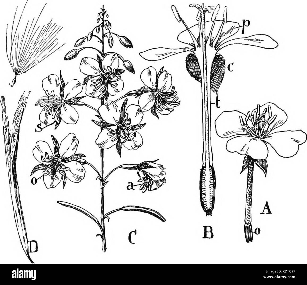 . Nature and development of plants. Botany. 464 THE MYRTALES mouth the linear segments of the calyx alternating with the round spreading petals and the stamens. At the time of the opening of the flower the eight anthers are shedding their spores and are in line with the nectaries, while the lobed stigma is closed and bent backward (Fig. 323, C, s). A day later the stigmas assume the position shown in the lower flowers, the lobes curving backward so as to lie in the pathway leading to the nectaries (Fig. 323, C, 0). It is evident that these positions. Fig. 323. Higher forms of the Myrtales, flo Stock Photo