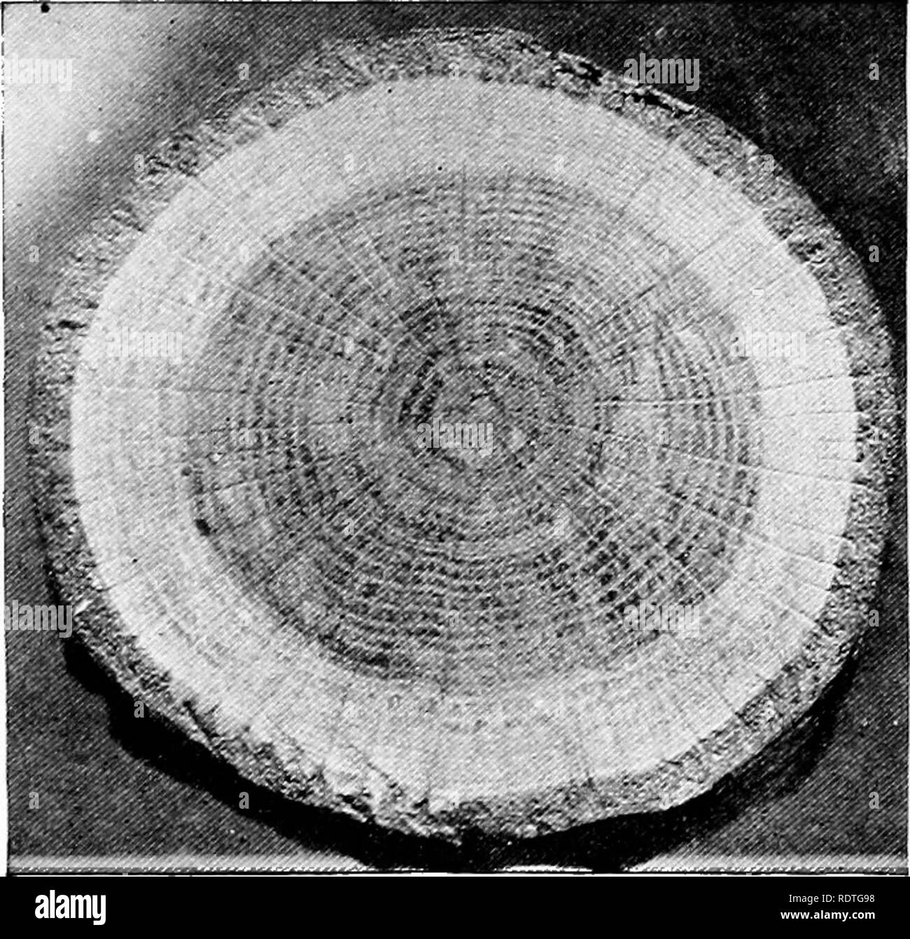 Cork Cambium