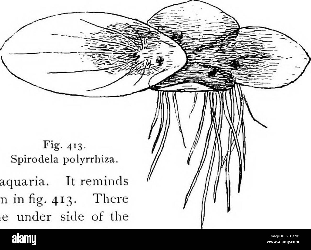 Wolffia Drawing Wolffia Black and White Stock Photos & Images - Alamy