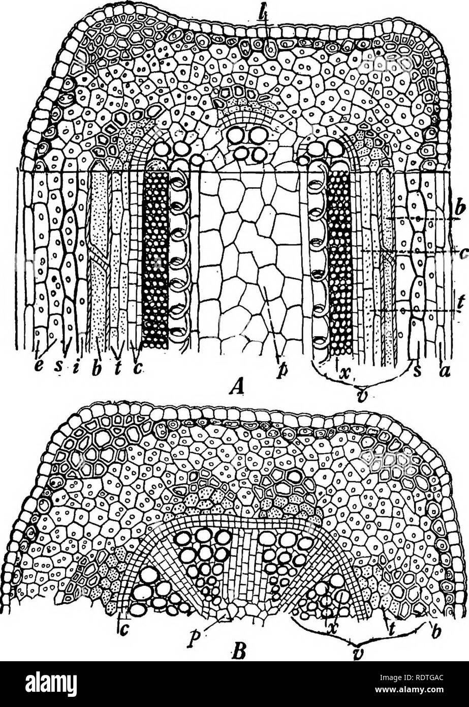 Botany With Agricultural Applications Botany Structure Of Herbaceous Dicotyledonous Stems 193 Fig 172 Diagrams Of Highly Magnified Sections Of An Alfalfa Stem A Both Cross Sectional And Lengthwise Views Of