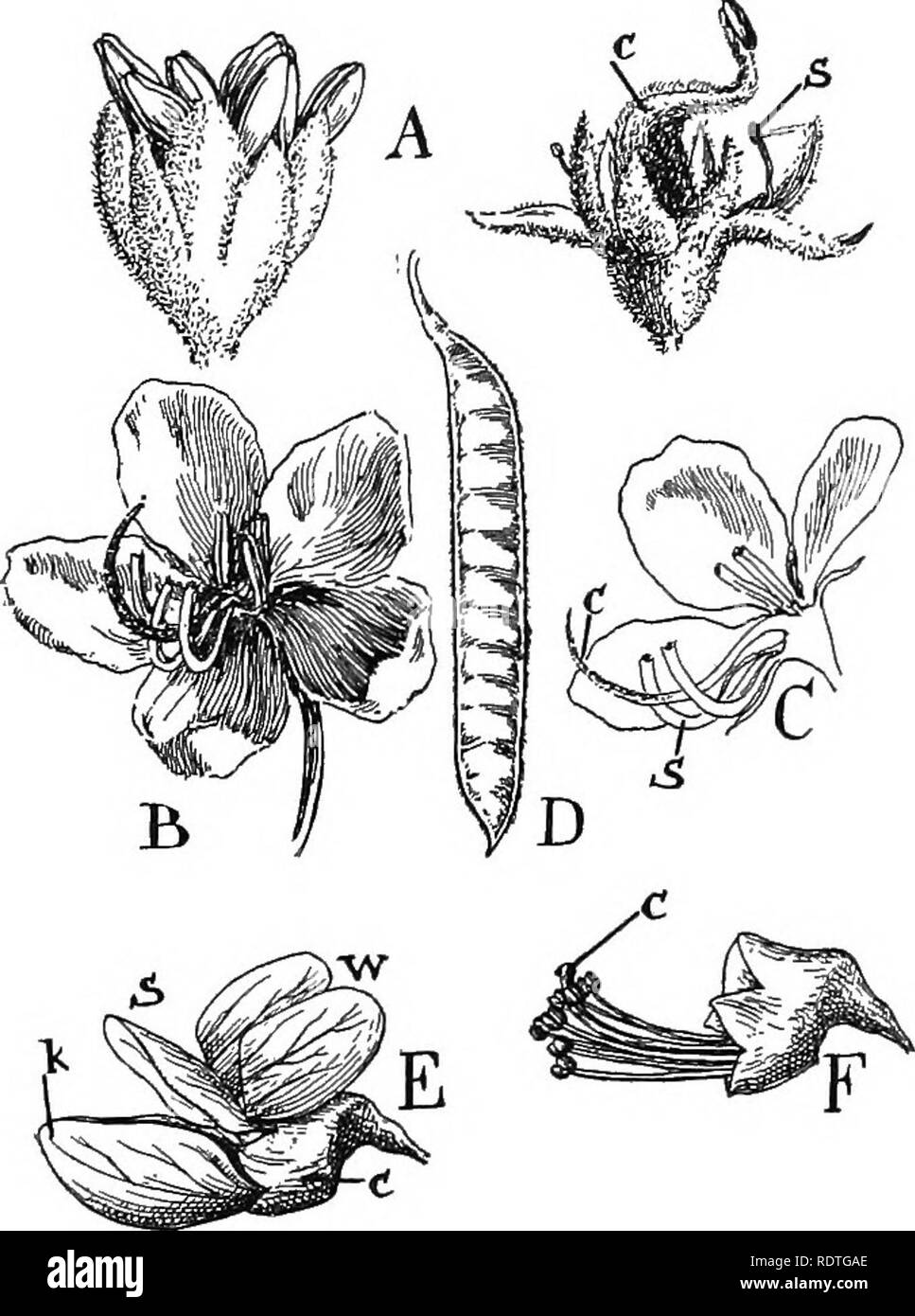 Papilionaceae family Black and White Stock Photos & Images - Alamy