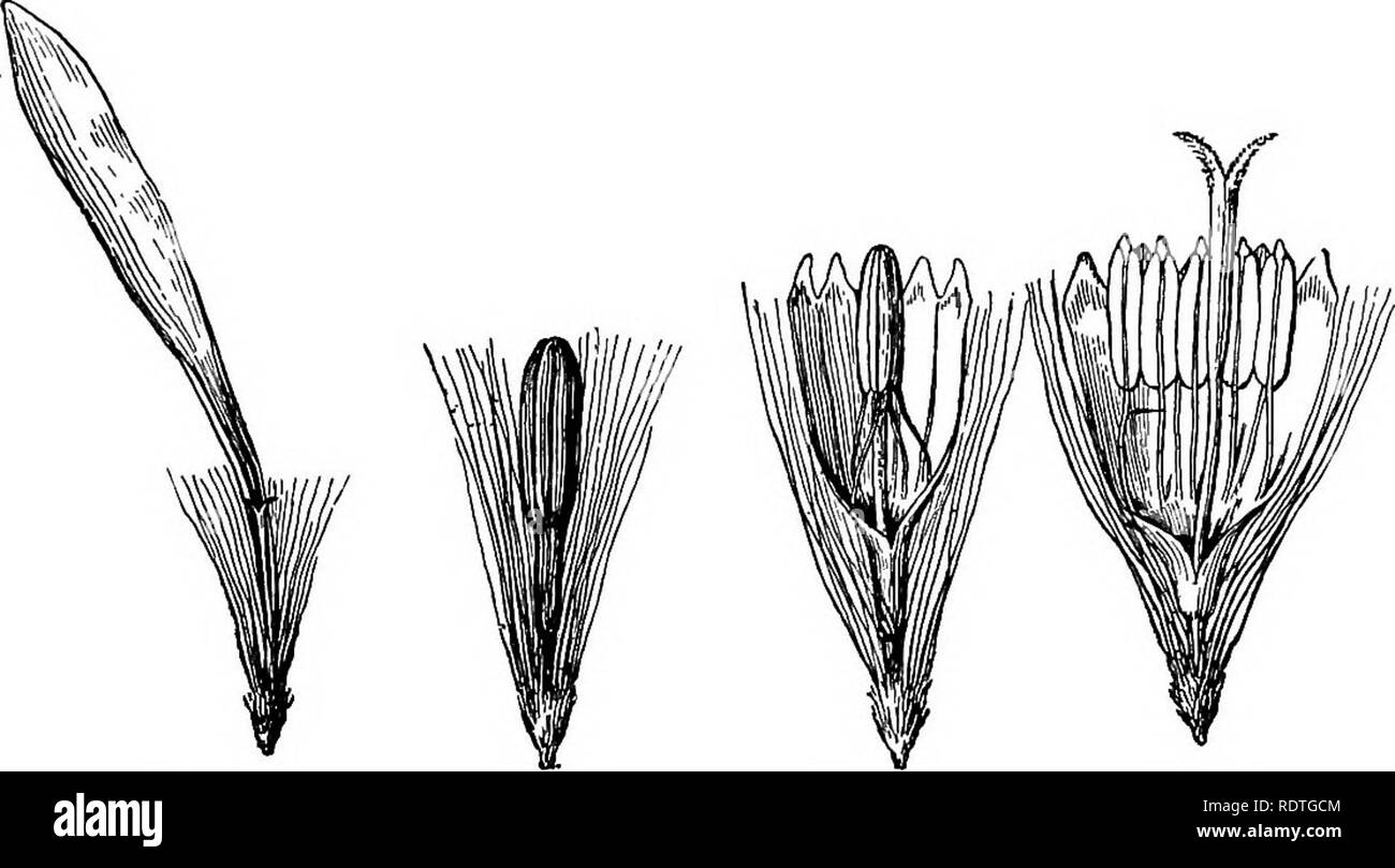 . Elementary botany. Botany. PLANT FAMILIES COMPOSITE. 29I tubular