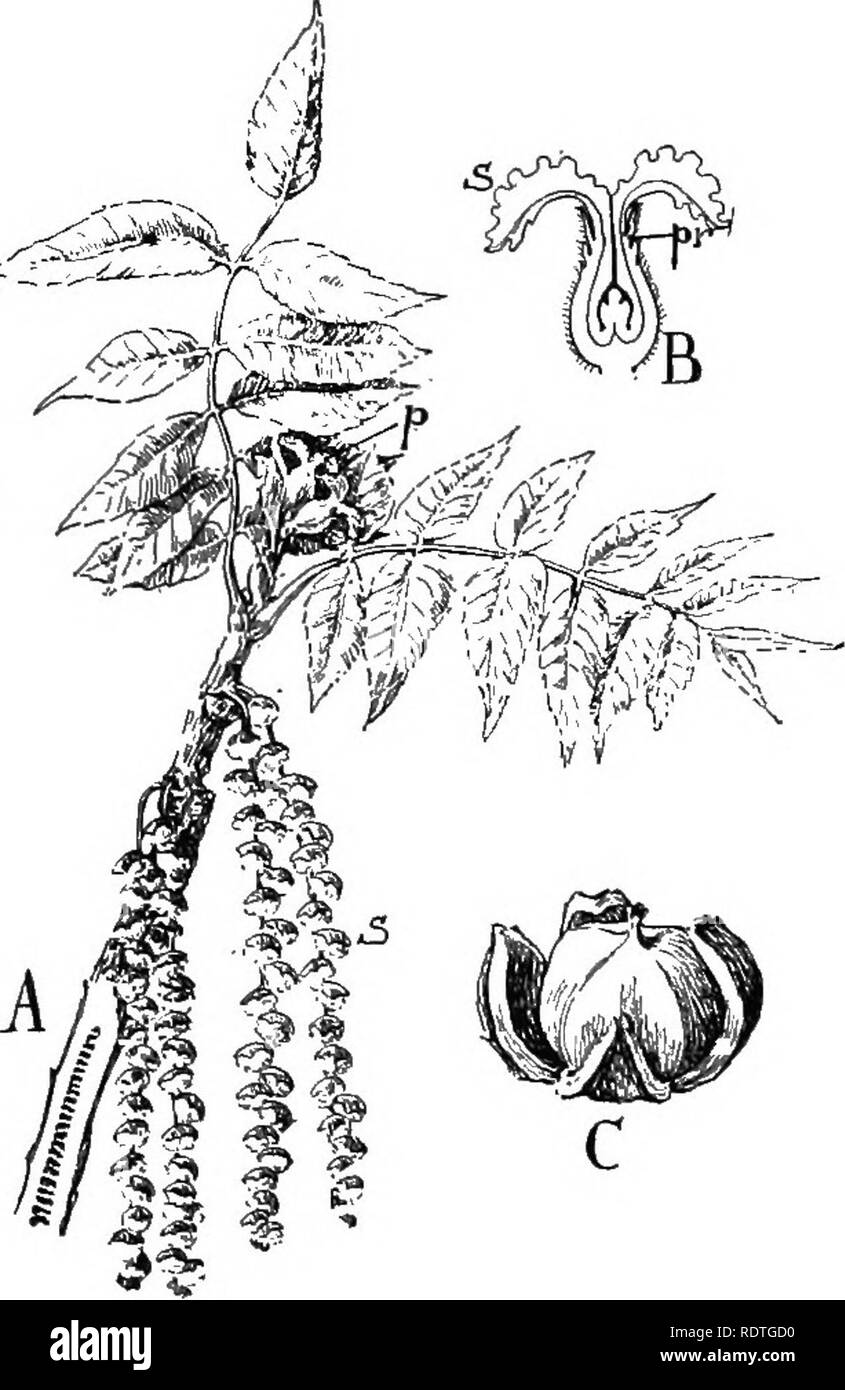 . Nature and development of plants. Botany. DEVELOPMENT OF PLANTS 435 common with the beech order and contains several of our com- mon trees as the elm {Ulmus, Fig. 302), hackberry (Celtis), mul- berry (Morus), osage orange (Toxylon), numerous tropical forms, as the India rubber trees, banyan tree, etc., as well as a variety of valuable herbaceous plants, as the hop and hemp. These plants very generally contain a milky juice, latex, which. Please note that these images are extracted from scanned page images that may have been digitally enhanced for readability - coloration and appearance of th Stock Photo