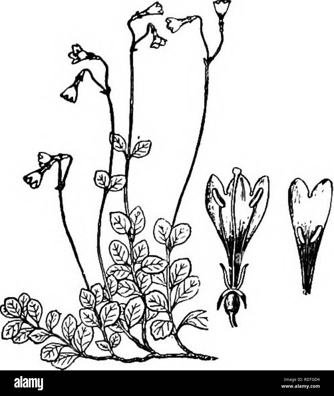 . Elementary botany. Botany. PLANT FAMILIES: DIPSACACEM. 289. Fig. 390. Twin flower (Linn.t*a borealis). tions in moors or damp woods, and blossoms in June. The stems are creeping and slender, the leaves rounded and crenate on the margin, tapering abrupt- ly into short petioles. From the prostrate stems the flowering shoots arise 8— 10cm, leafy be- low, and above forking into two slender pedicels, each bearing a bell-shaped, purple and whitish flower. The calyx is coherent with the ovary, which has three locules. The five lobes of the calyx fall away as the flower dies. The corolla is five-lob Stock Photo