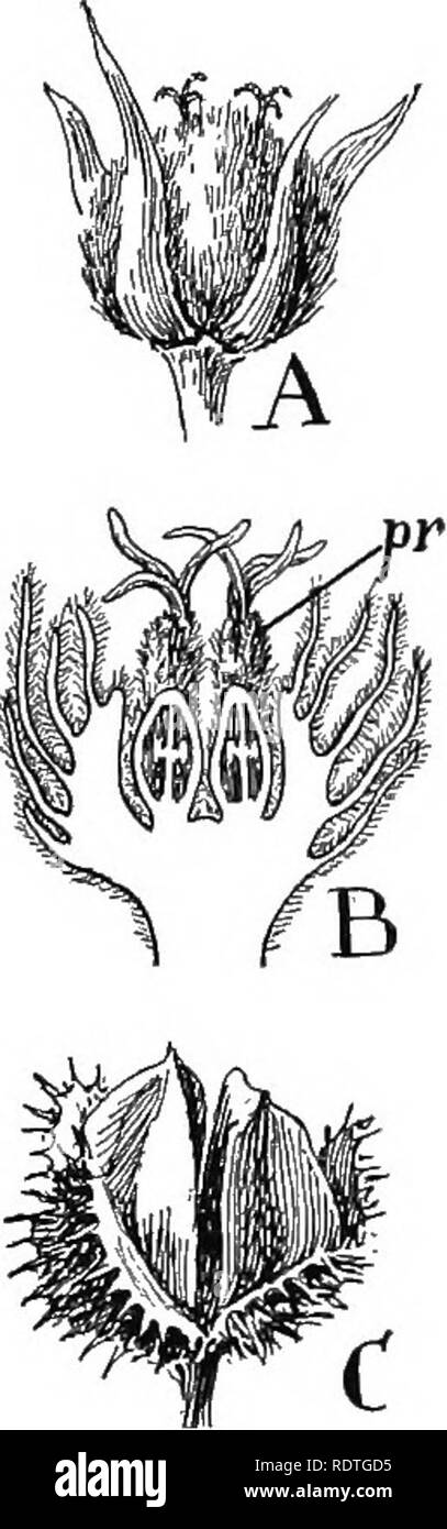 . Nature and development of plants. Botany. Fig. 299. Fig. 300. Fig. 299.' The Beech family, order Fagales: A, inflorescence of oak {Quer- cus)—s, staminate ament; p, pistillate inflorescence. B, staminate flower surrounded by a perianth of slightly united bracts. C, pistillate flowers with numerous bracts surrounding base of ovary. D, section of flower, the pistil being composed of three carpels and the inner bracts adnate to the ovary. E, fruit of oak, the cup consisting of the modified outer bracts shown in C and D and the nut has developed from the ovary and one of its ovules. Fig. 300. Fl Stock Photo