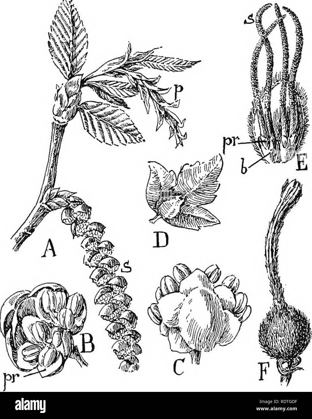 . Nature and development of plants. Botany. 432 THE FAGALES phylls are usually developed upon the same plant. Several bracts are usually associated with sporophylls (Figs. 298, B-F; 299, B-E) so that the flowers are of a higher type than the willows. The innermost of these bracts is often of a delicate structure and has been referred to as a primitive form of the calyx (Fig. 298, B, pr) and when present in the pistillate flowers it adheres to. Fig. 298. Flowers and fruits of the birch family, order Fagales: A, in- florescence of hornbeam (Carpinus)—s, staminate ament; p, pistillate ament. B, s Stock Photo