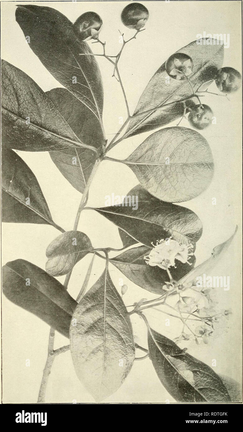 . Economic plants of Porto Rico. Botany; Botany, Economic. Contr. Nat. Herb., Vol. VIII. Plate XXXI.. Cerezas (.Cordia nitidai.. Please note that these images are extracted from scanned page images that may have been digitally enhanced for readability - coloration and appearance of these illustrations may not perfectly resemble the original work.. Cook, O. F. (Orator Fuller), 1867-1949; Collins, G. N. , (Guy N. 1872-1938. Washington, Govt. Print Off. Stock Photo