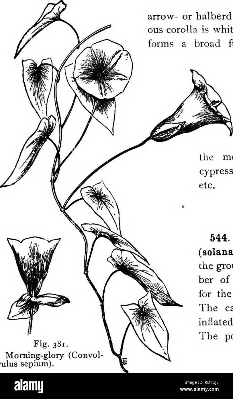 . Elementary botany. Botany. PLANT FAMILIES: PERSONATjE. 285. Fig. 381. Morning-glory (Convol- vulus sepium). arrow- or halberd-shaped, and the gamopetal- ous corolla is white or rose color. The corolla forms a broad funnel-shaped tube, and is twisted or convolute in the bud, as in all the mem- bers of the family. Floral formula : Ca5,Co5,A5,G2. The five sepals are covered by two large bracts. Other members of this family are the morning-glory, sweet potato, cypress vine, the parasitic dodder, etc. PERSONATVC. 544. The nightshade family (solanaceae).—Fig. 382 represents the ground-cherry (phys Stock Photo