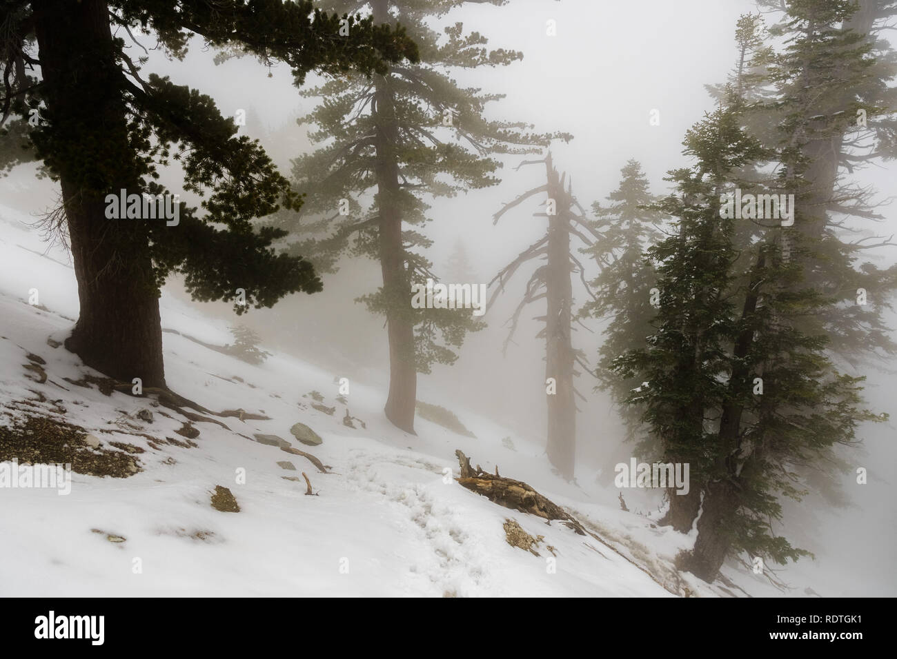 Low visibility on a day with heavy fog covering the forests of Mount San Antonio (Mt Baldy), Los Angeles county, California Stock Photo