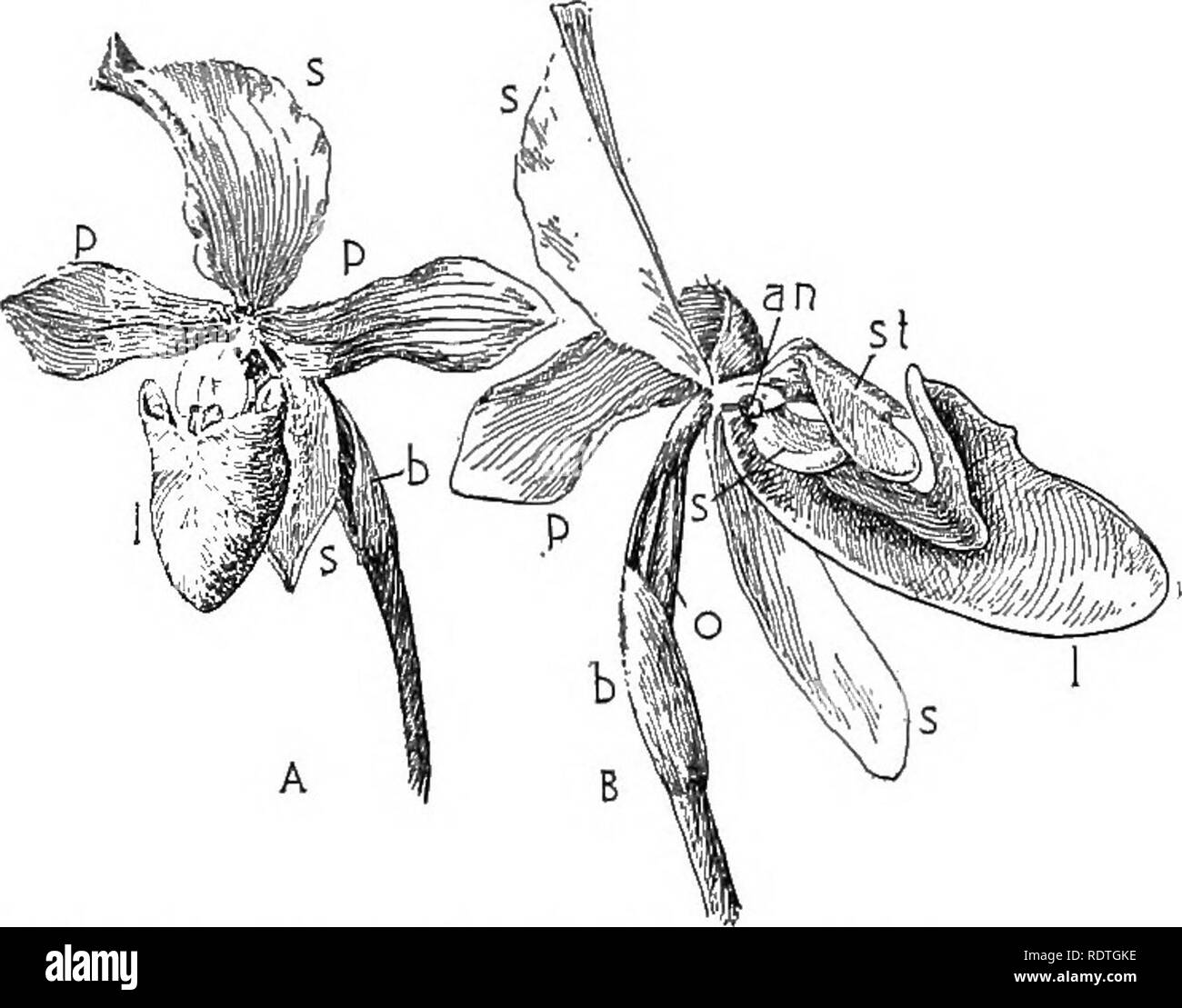 Nature And Development Of Plants Botany 424 The Orchidales Into A Waxy Mass Pollinium Pi Pollinia Which Is Attached To A Sticky Part Of The Rostellum Fig 293 B C The
