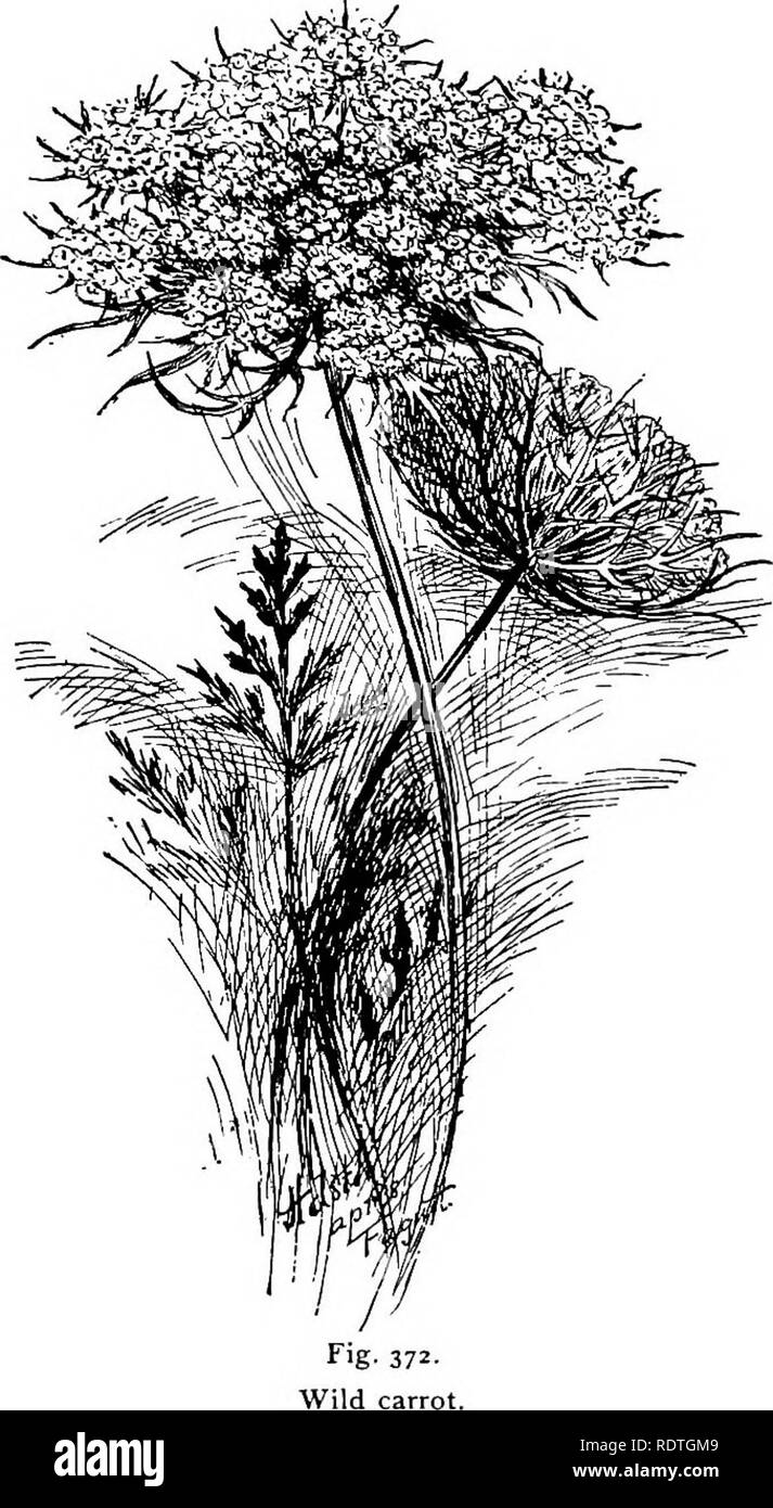 . Elementary botany. Botany. PLANT FAMILIES: ONOGRACE&amp;. 28l lanceolate or oblong, toothed and repand on the margin. In many of the species of the family the parts of the flower are in fours as in the evening primrose, but in others the number is variable. r&gt;# ''. UMBELLIFLORy«. 537. The parsley family (umbelliferae).—The wild carot (Daucus carota) is common by roadsides and in old fields during August and September. The leaves are deeply divided and the lobes are notched (pinnately decompound). The flowers form umbels, since the pedicels are all of about the same length, and many of the Stock Photo