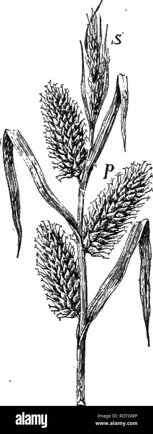 . Nature and development of plants. Botany. FiG. 284. Fig. 285. Fig. 284. Flower and fruit of grass: ^A, a single flower with the two enveloping bracts opened, exposing the stamens and pistil with feathery stigmas. 3B, flower with outer firm bract removed—/, lodicules; st, stigma. 6, mature fruit or grain—e, region of embryo. 7, section through base of grain, showing the root, stem leaves, and scutellum, sc, or absorbing organ of the embryo; en, endosperm. &quot;/A, diagram of a few of the outer cells of the scutellum, sc. Fig. 285. Inflorescence of one of the sedges, Carex: p, spike of pistil Stock Photo