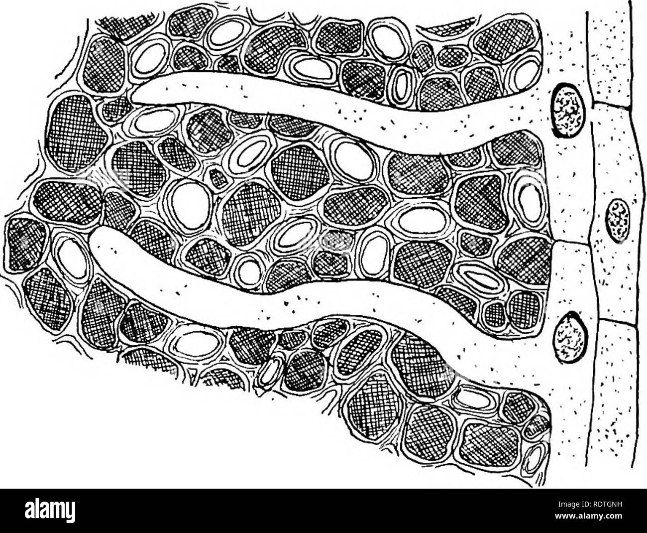 Humus moist soil Black and White Stock Photos & Images - Alamy