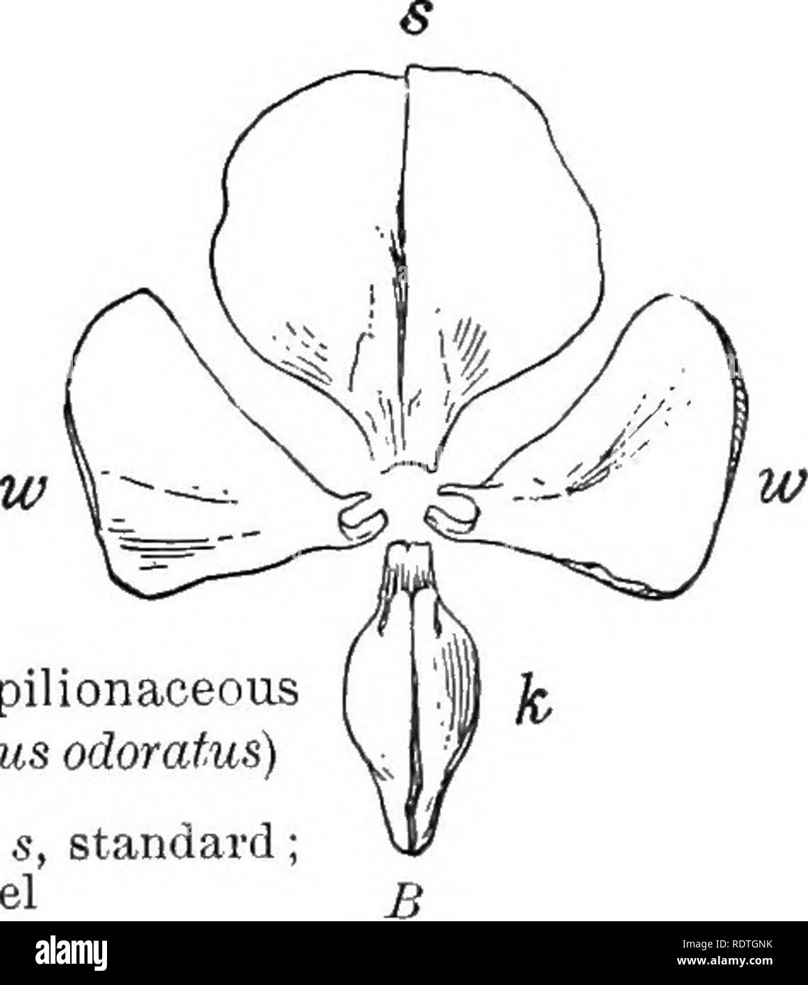 Essentials of botany. Botany Botany. Fig. 21. Pulse Family
