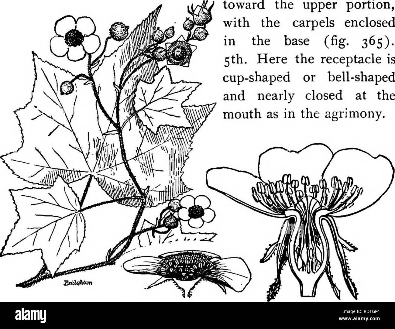 . Elementary botany. Botany. 2?6 DICOTYLEDONS.. toward the upper portion, with the carpels enclosed in the base (fig. 365). 5 th. Here the receptacle is cup-shaped or bell-shaped and nearly closed at the mouth as in the agrimony. Fig. 364. Fig- 365. Flowering raspberry (Rubus odoratus). Perigynous flower of rosa, with contracted receptacle. (From Warming.) 532. Lesson XII. The almond or plum family (amygdala- cese).—The members of this family are trees or shrubs. The common choke-cherry (fig. 366) will serve to represent one of the types. The flowers of this species are borne in racemes. The r Stock Photo
