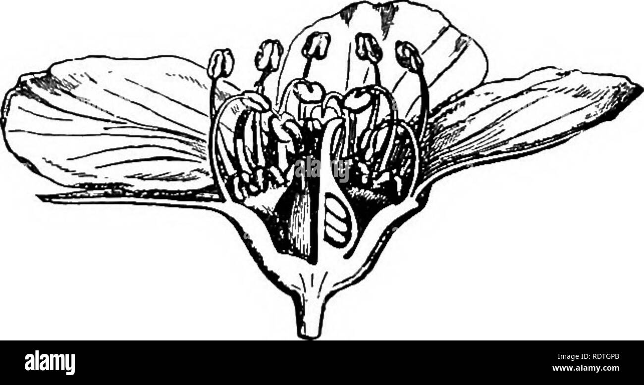 Elementary botany. Botany. PLANT FAMILIES : ROSIFLORjK. 275 ...