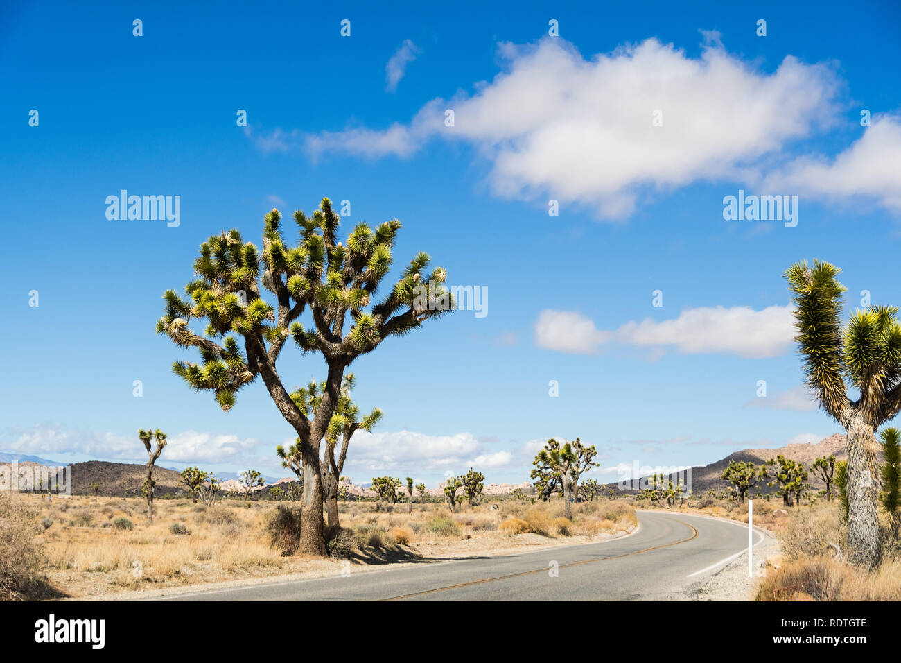 Joshua Trees (Yucca Brevifolia) growing on the side of a paved road in
