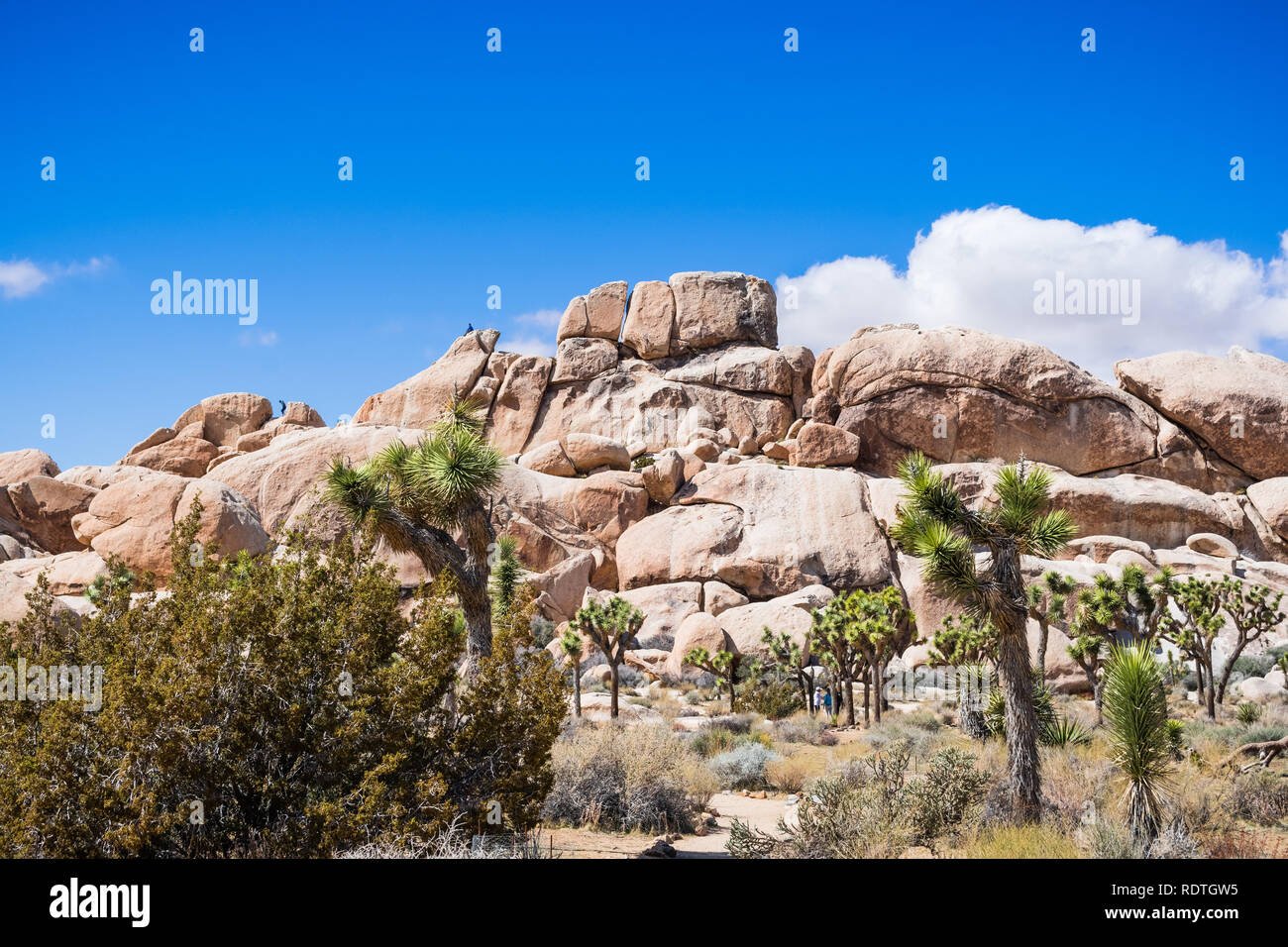 Joshua Trees (Yucca Brevifolia); rocky outcrops in the background; Joshua Tree National Park, south California Stock Photo