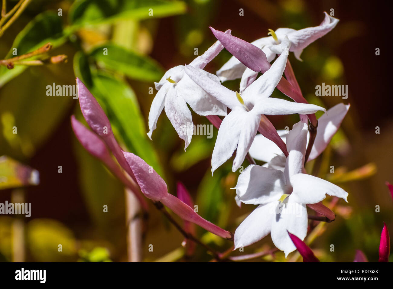 Close up of fragrant white Jasmine flowers, California Stock Photo Alamy