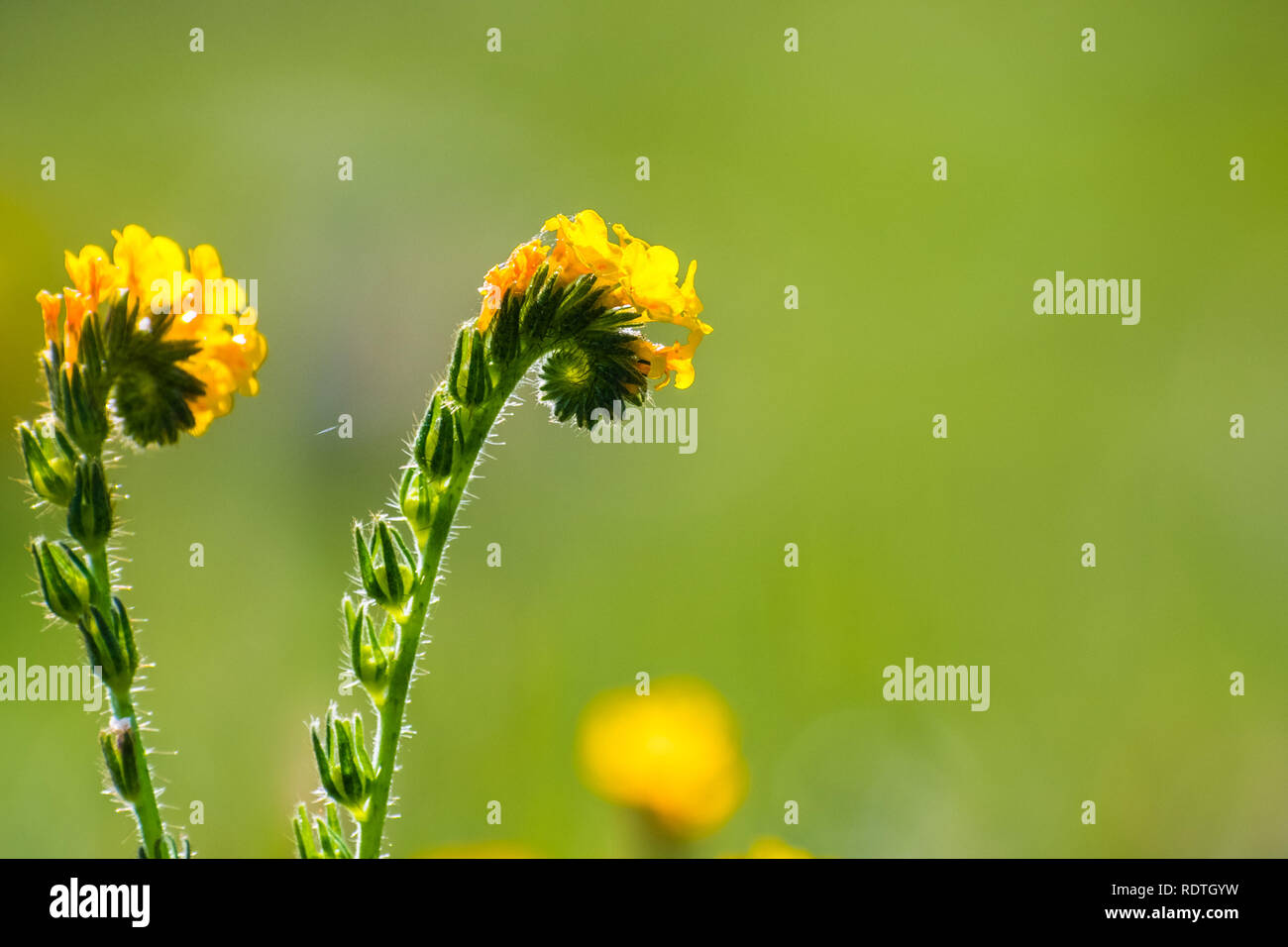 Close up of Fiddleneck (Amsinckia tesselata) wildflowers blooming on a meadow, green background; south San Francisco bay area, San Jose, California Stock Photo
