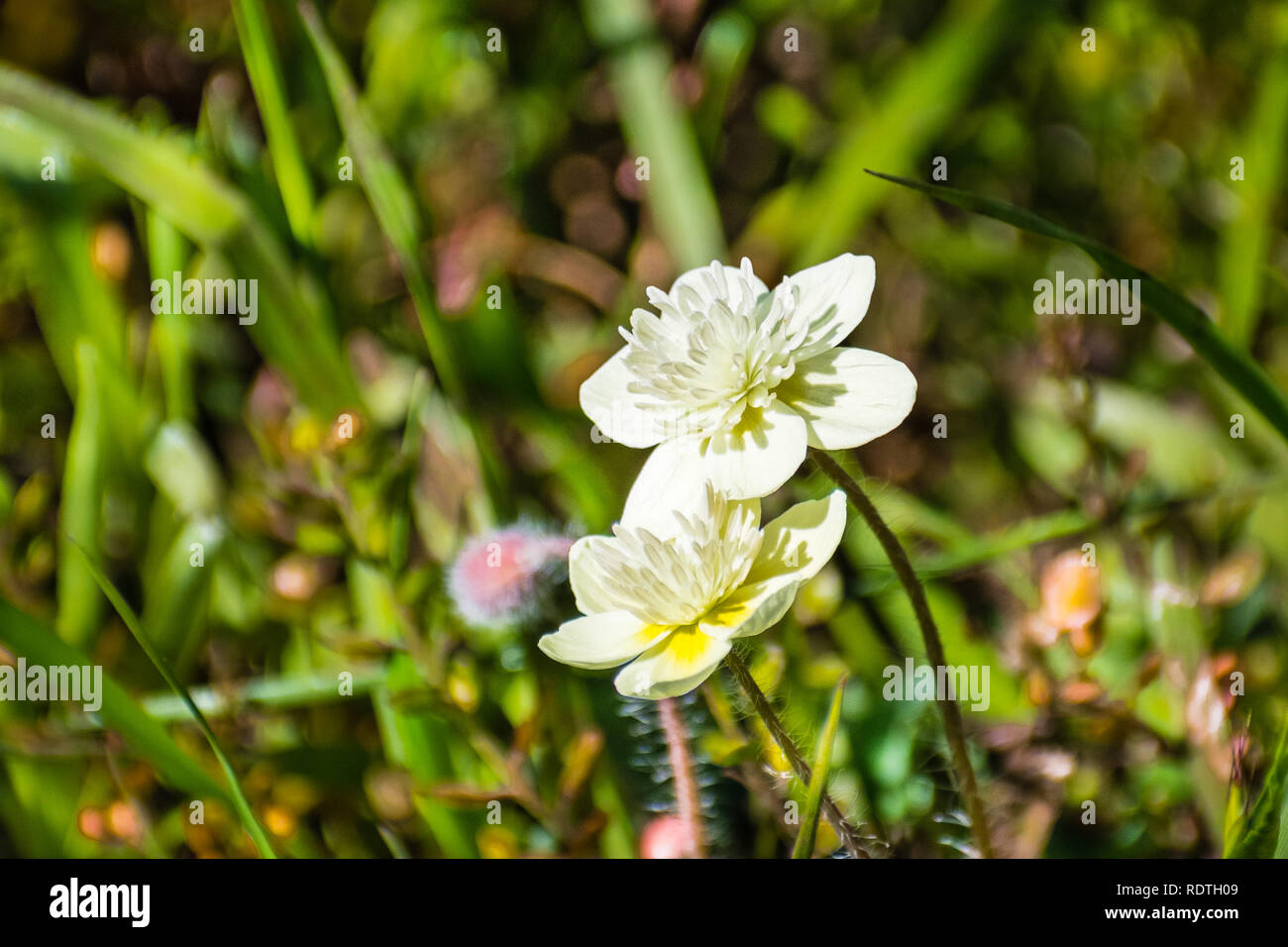 Close up of Cream Cup (Platystemon californicus) wildflowers, San Jose, south San Francisco bay area, California Stock Photo