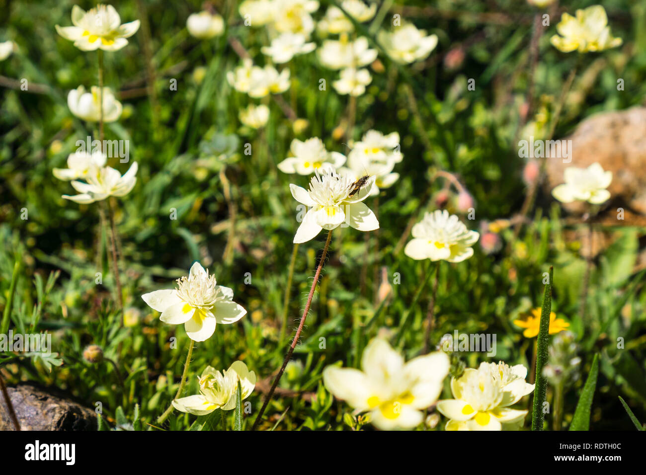 Cream Cups (Platystemon californicus) wildflowers, south San Francisco bay area, San Jose, California Stock Photo