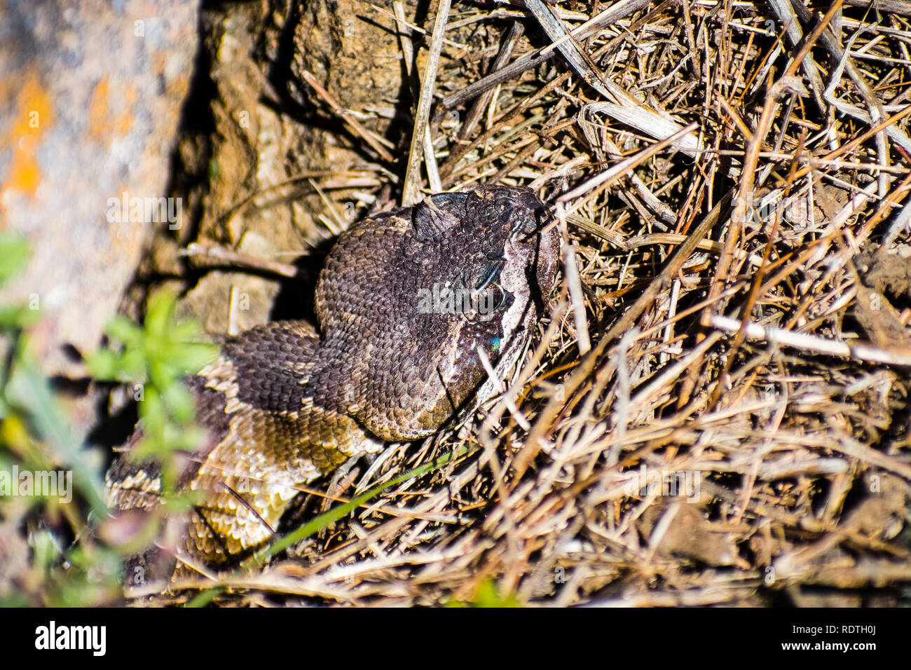 Close up of young Northern Pacific Rattlesnake  (Crotalus oreganus oreganus) head peeking from under a rock on a sunny day, south San Francisco bay ar Stock Photo