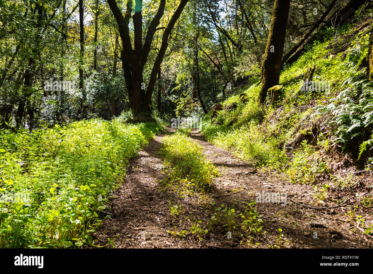 Walking trail through the forests of Uvas Canyon County Park, green Miner's Lettuce covering the ground, Santa Clara county, California Stock Photo