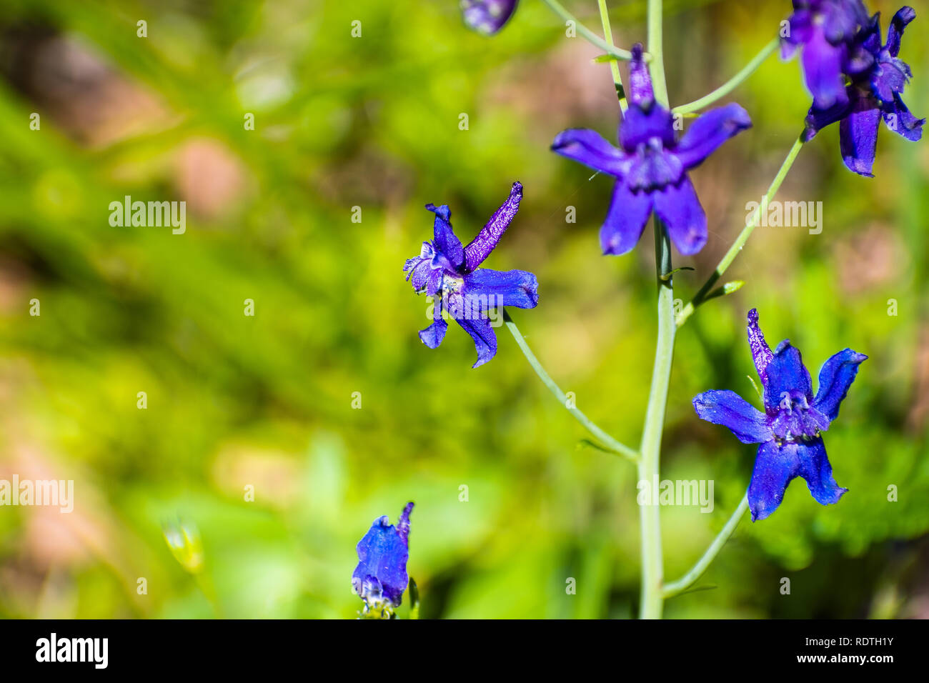 Royal blue delphinium hi-res stock photography and images - Alamy
