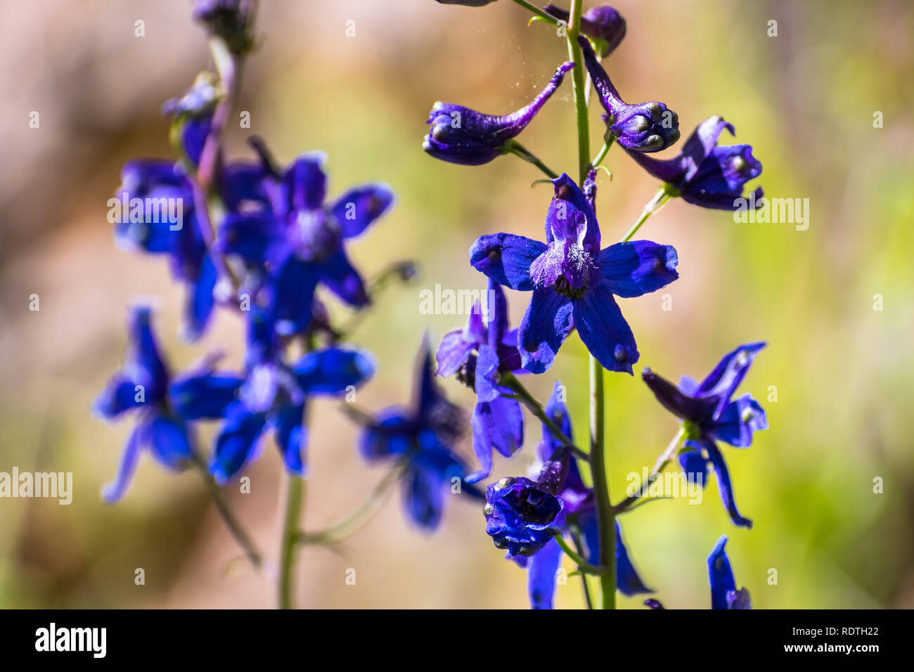 With field larkspur hi-res stock photography and images - Alamy
