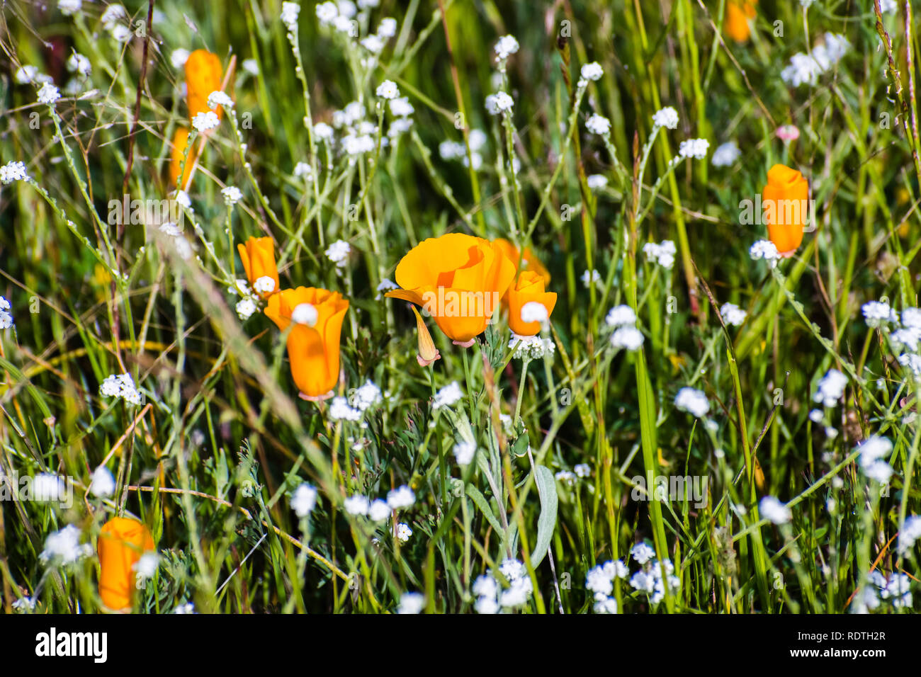 California poppy (Eschscholzia californica) and popcorn flowers (Plagiobothrys nothofulvus) blooming on a meadow in Santa Clara county, south San Fran Stock Photo