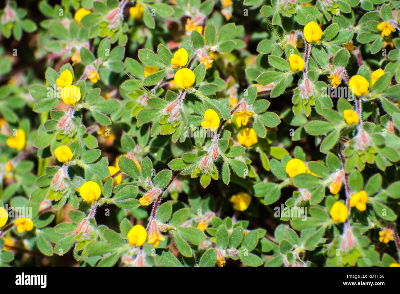 Strigose lotus (Acmispon strigosus) wildflowers, San Francisco bay area, California Stock Photo
