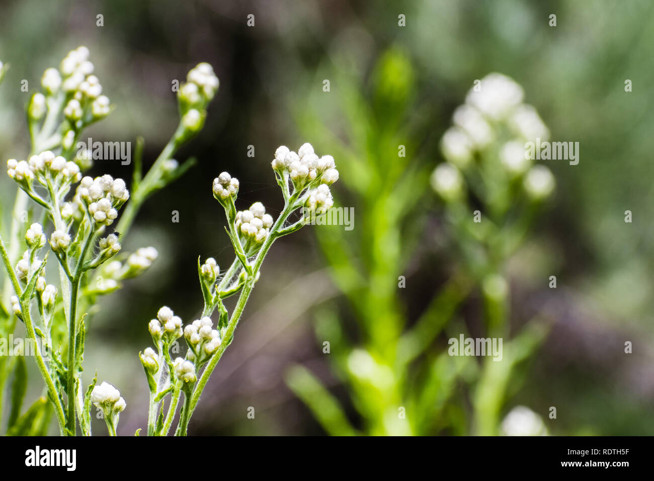 California cudweed wildflowers, Santa Clara county, south San Francisco bay area, California Stock Photo