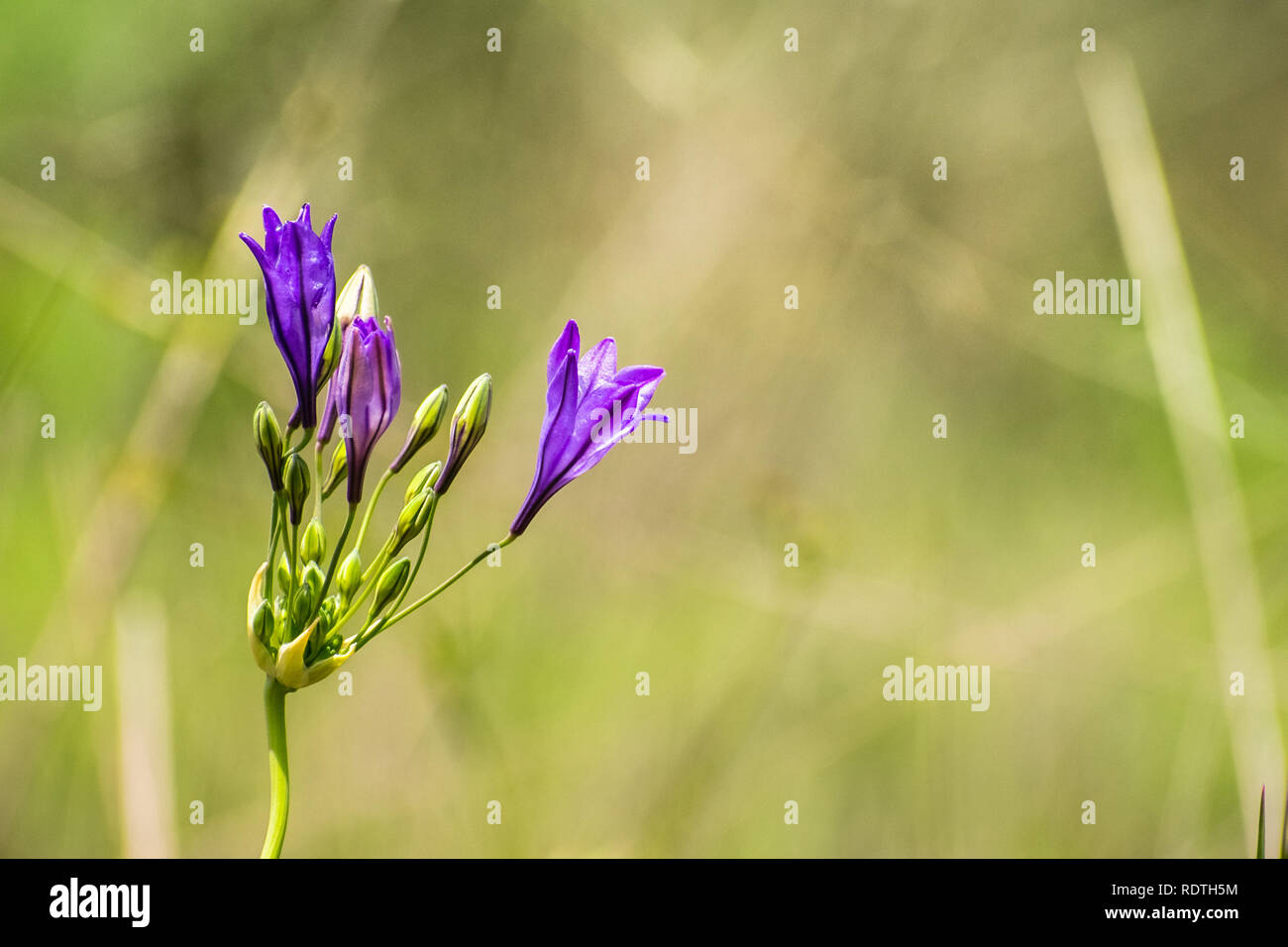 Close up of Ithuriel's spear (Triteleia laxa) blooming on the hills of south San Francisco bay area, Santa Clara county, California Stock Photo