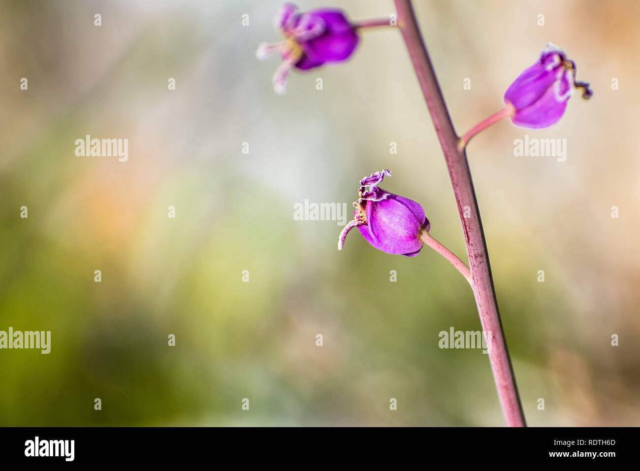 Close up of the rare most beautiful jewel flower (Streptanthus albidus ssp. peramoenus) blooming in the hills of south San Francisco bay area, Santa C Stock Photo