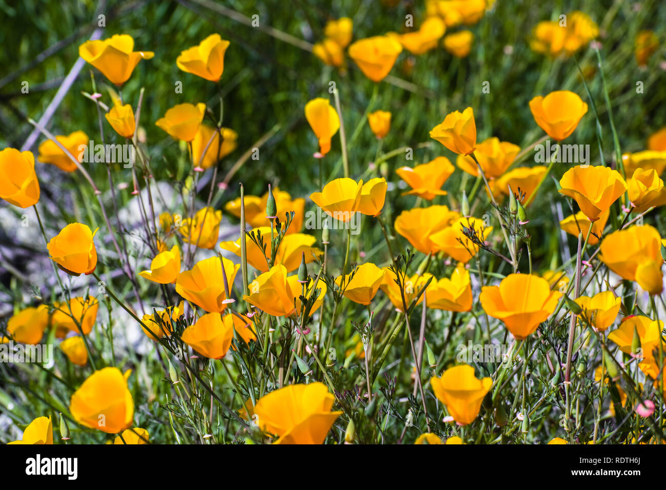 California poppies (Eschscholzia californica) blooming on the hills of south San Francisco bay area in springtime Stock Photo